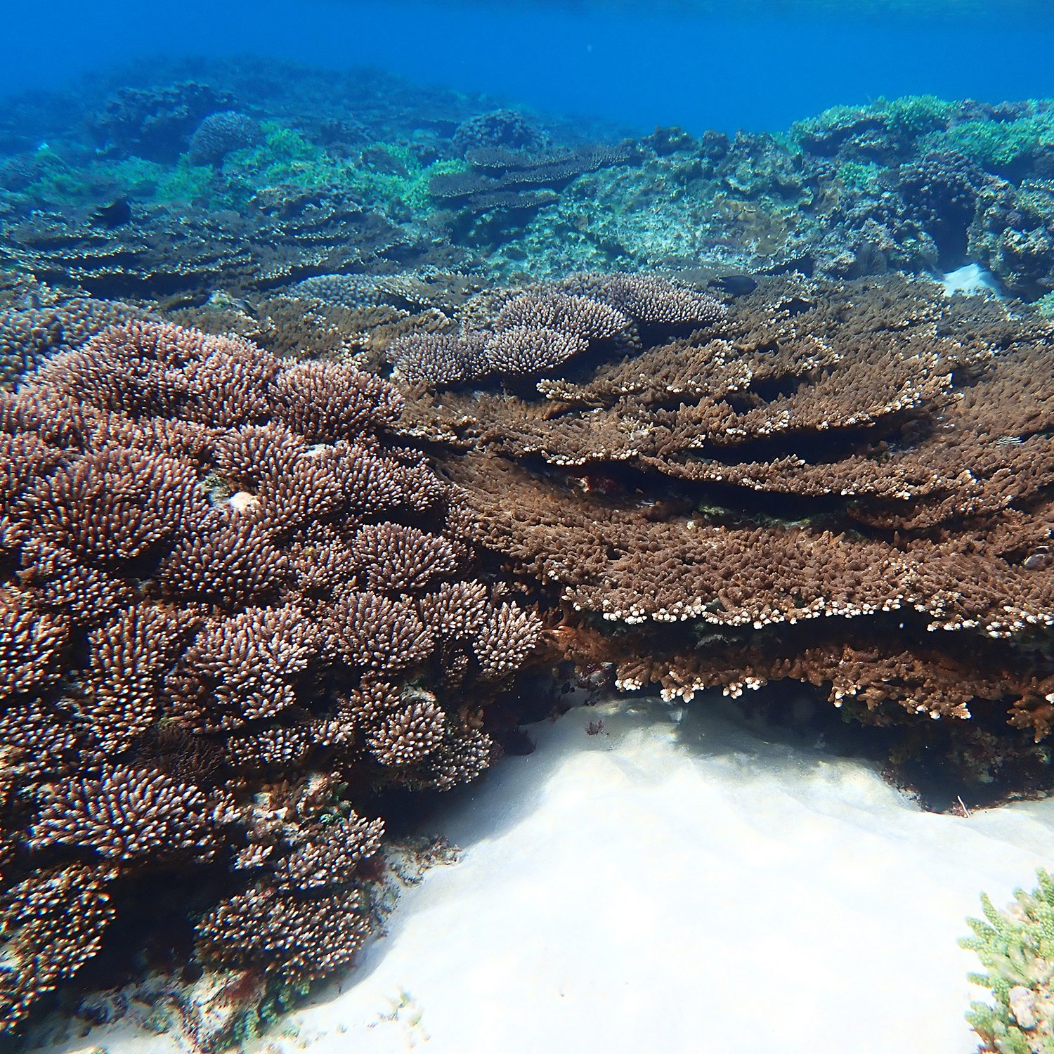 When the reef fights back – coral growth and recovery