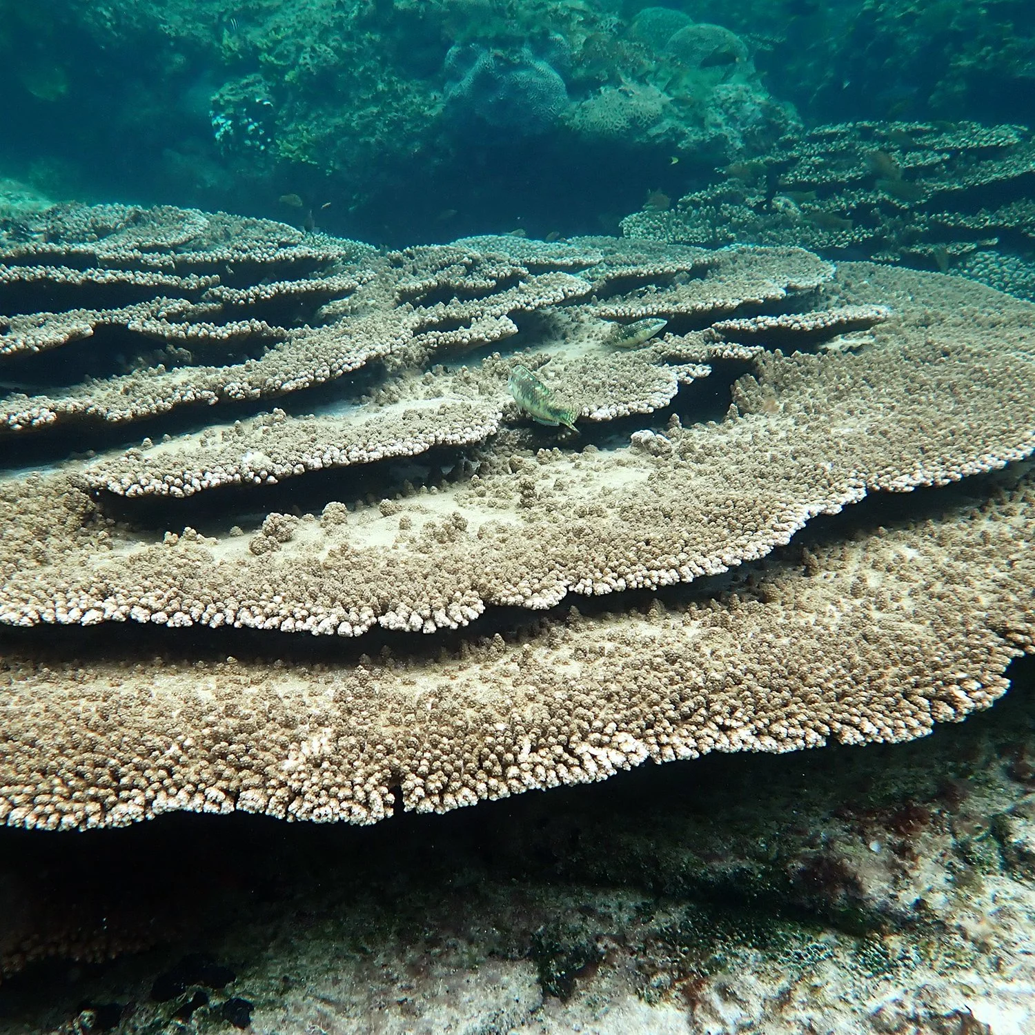 When storms rearrange the reef