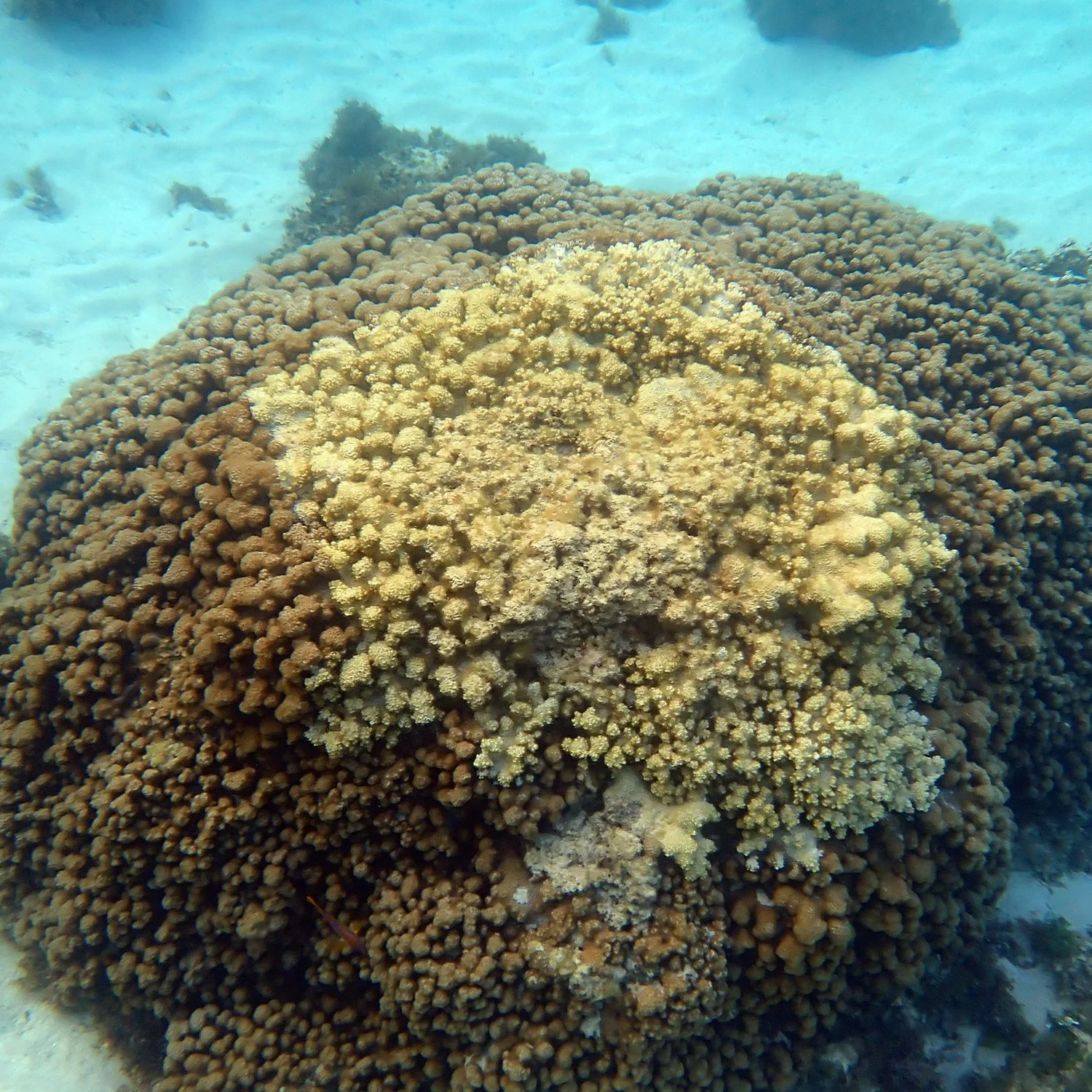 The slow disappearance – disease on the reef