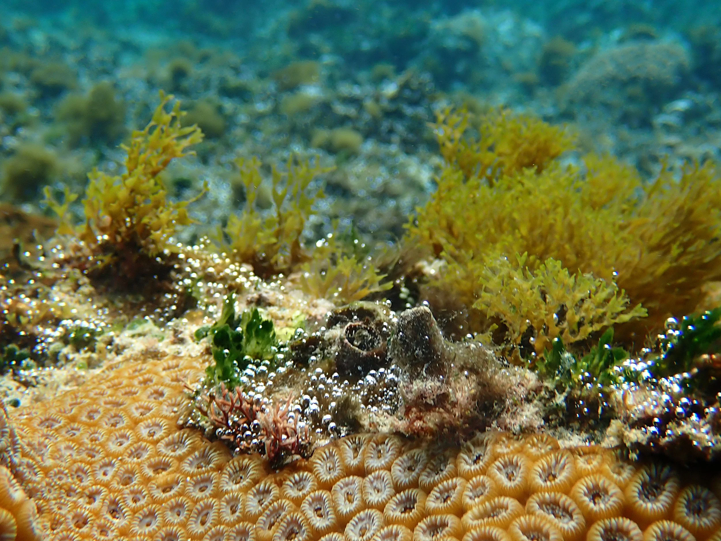 What Is Algae In Coral Reefs