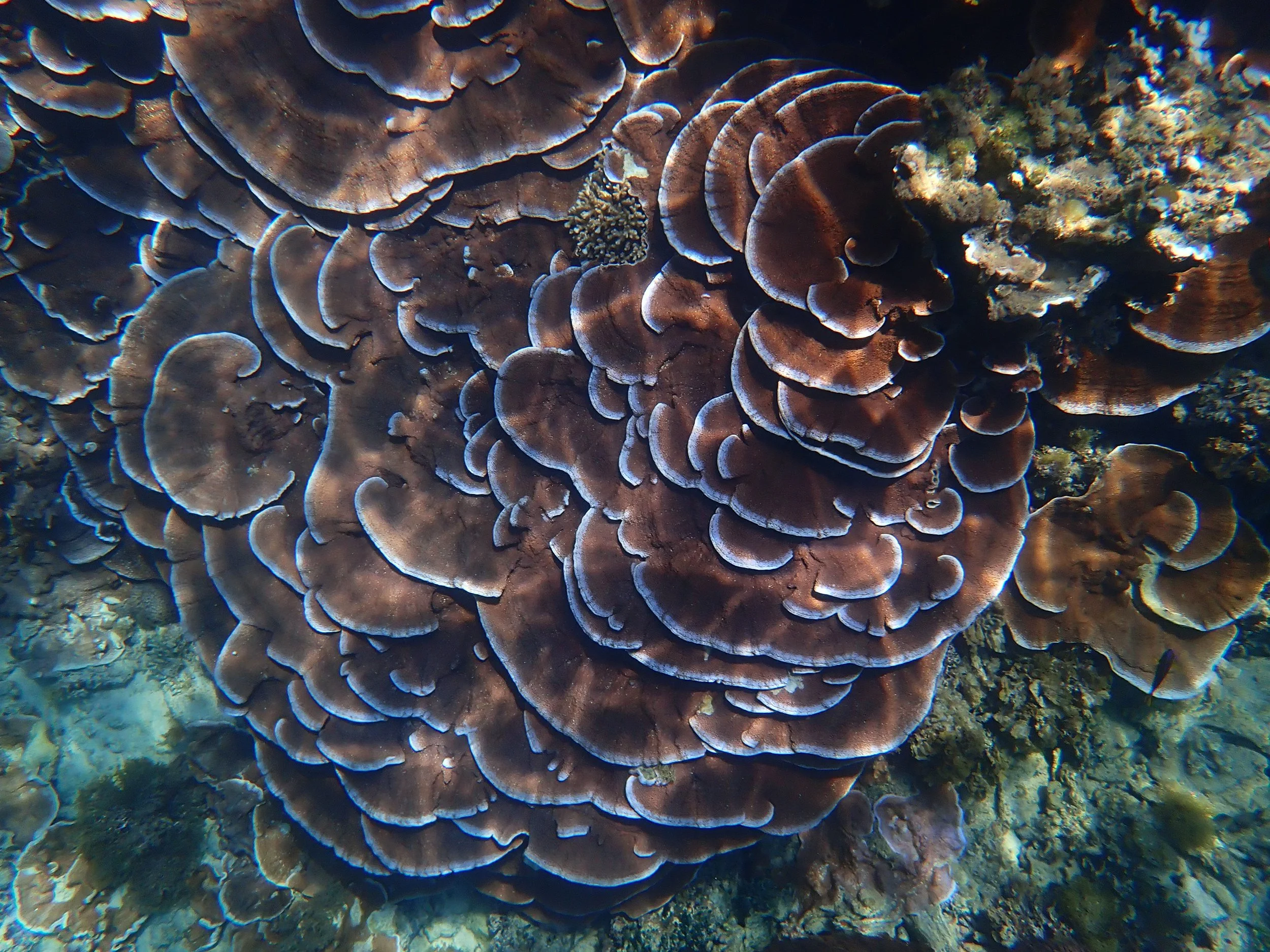 Glimpses of recovery: what the reef could be if we let it — Norfolk ...