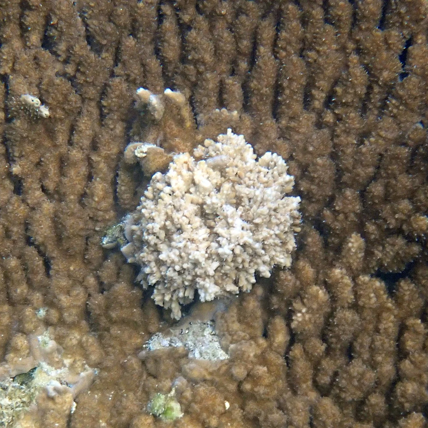 View of Warning signs: coral growth anomalies – the slow cancers of the reef ...