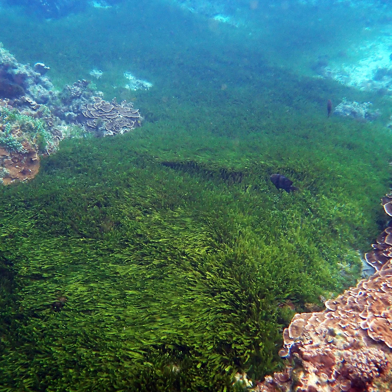 No seagrass, but plenty of turtles