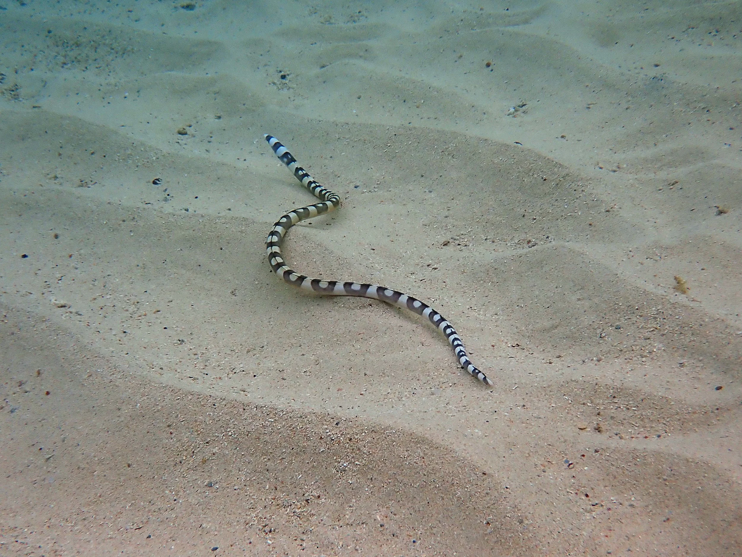 Banded, convict and spotted snake eels know the difference — Norfolk