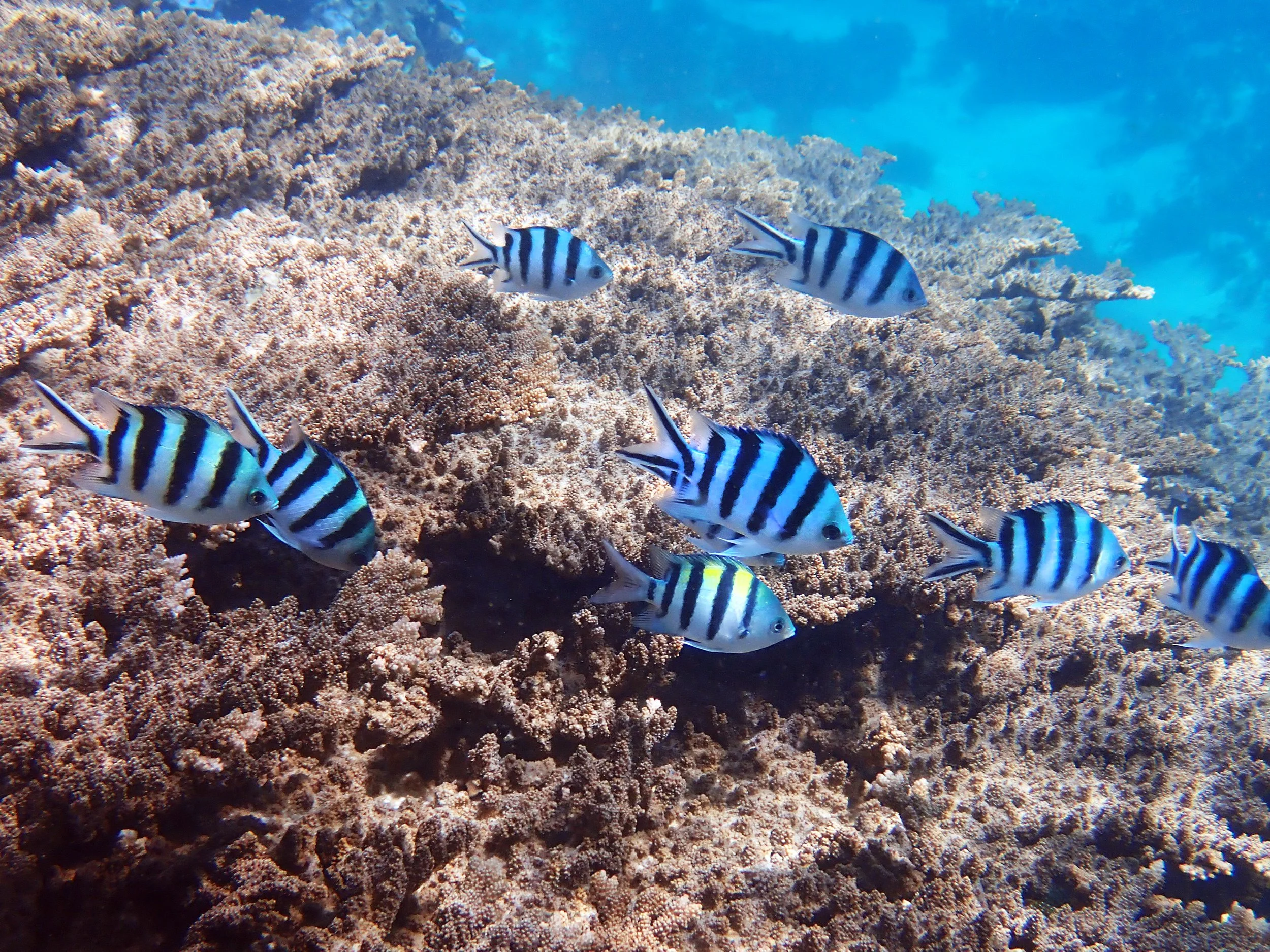 Same, same, but different – confusing fish identities — Norfolk Island ...