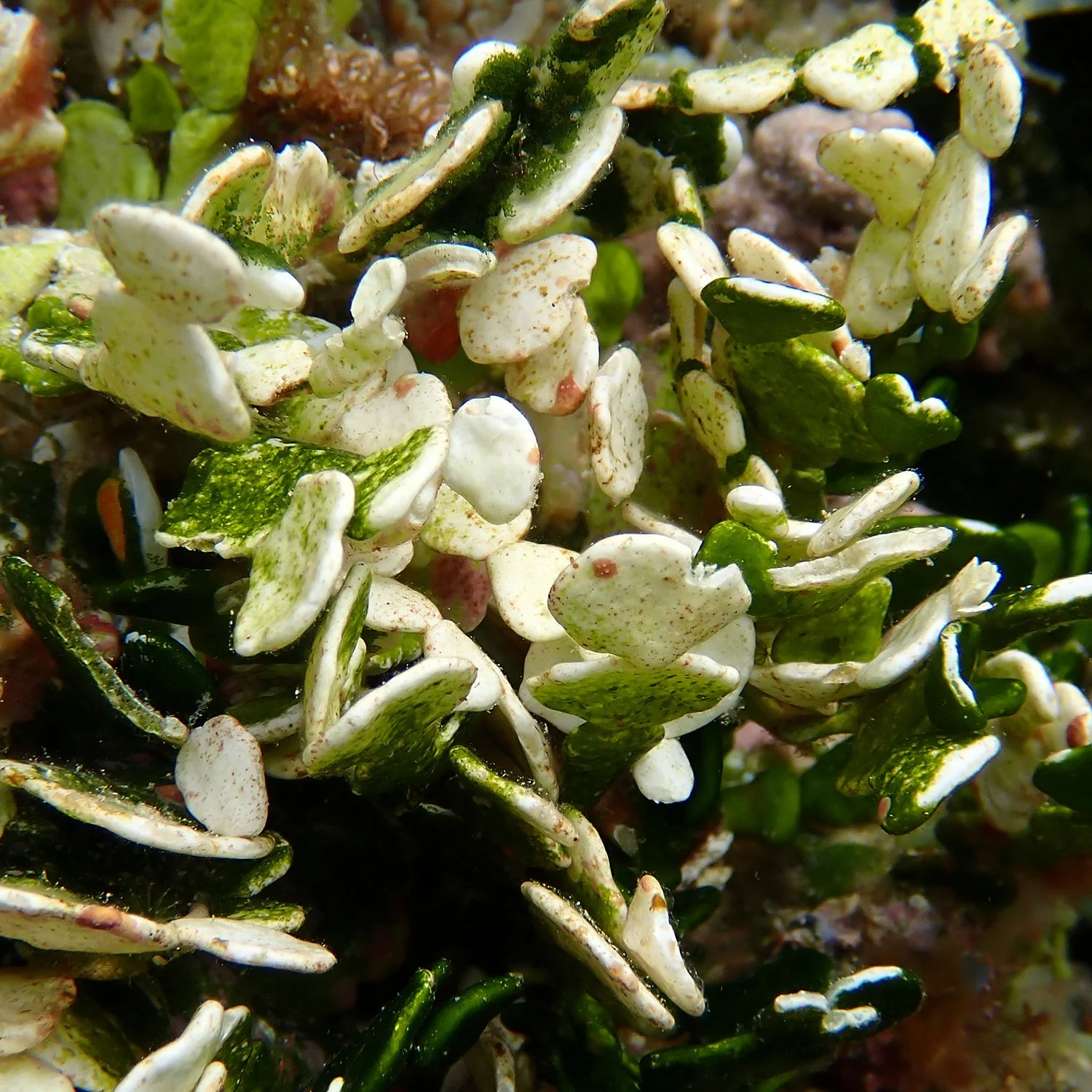 Halimeda’s night shift – why this reef algae changes colour — Norfolk ...