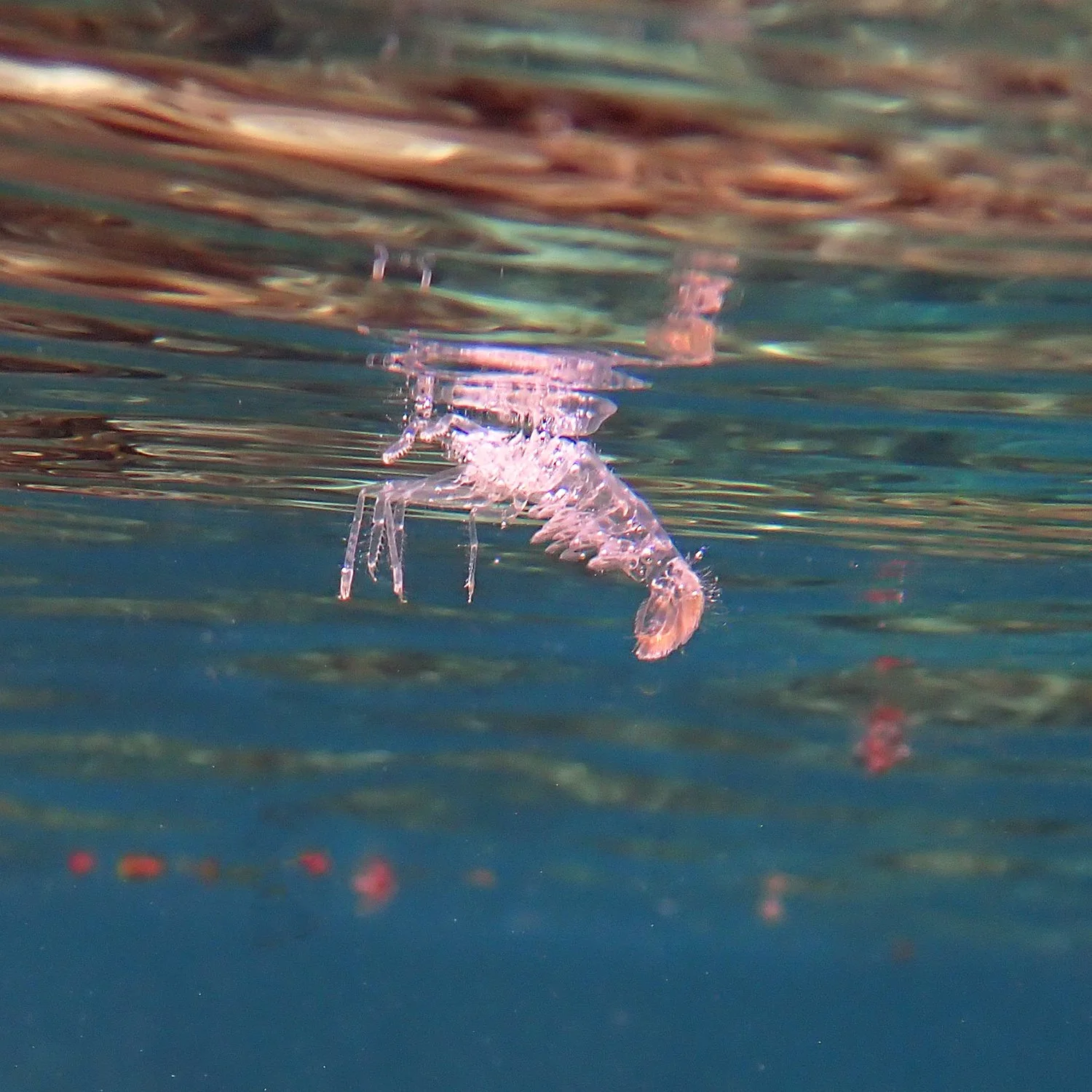 A shrimp storm