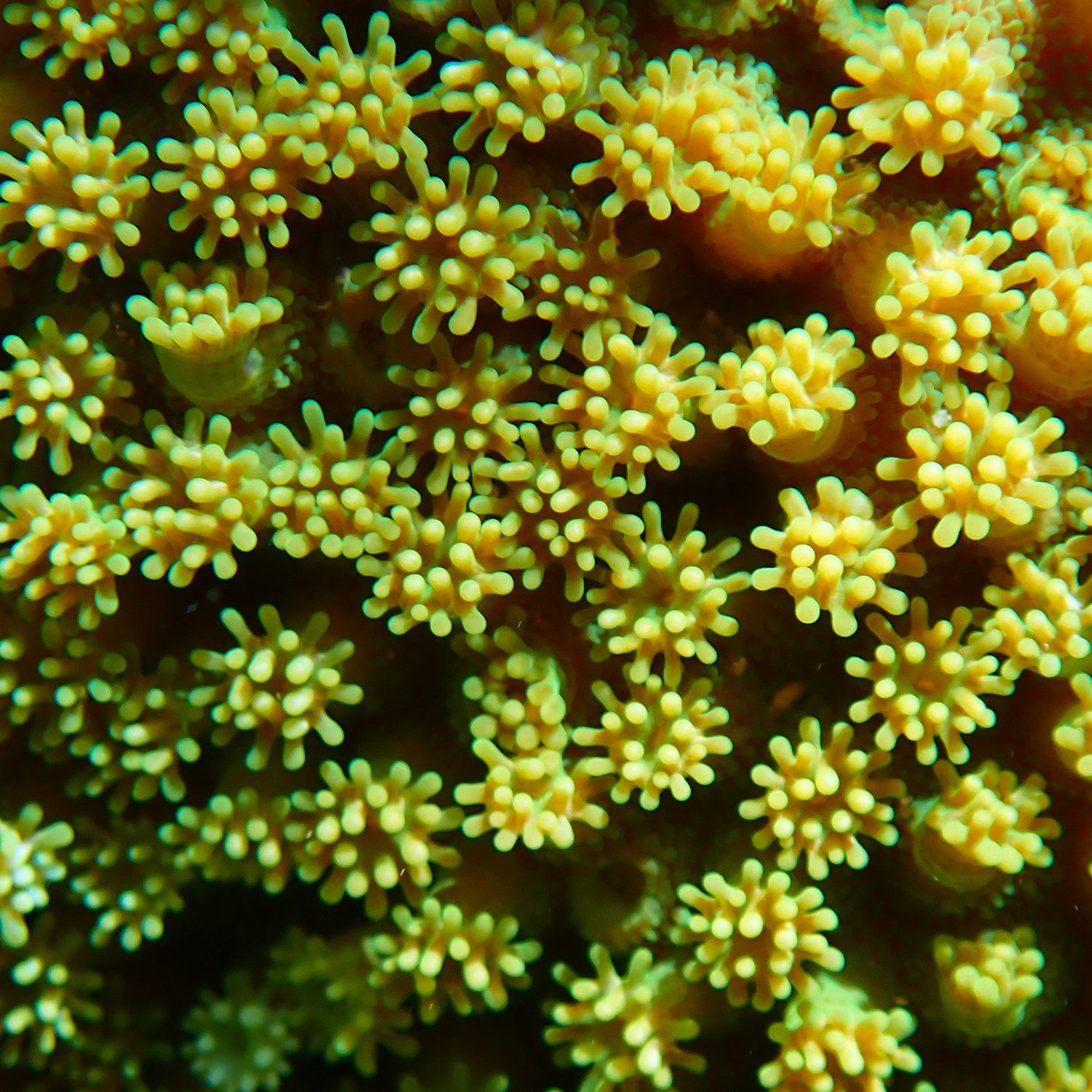 The lime-green coral in Slaughter Bay – a 40-year paper trail