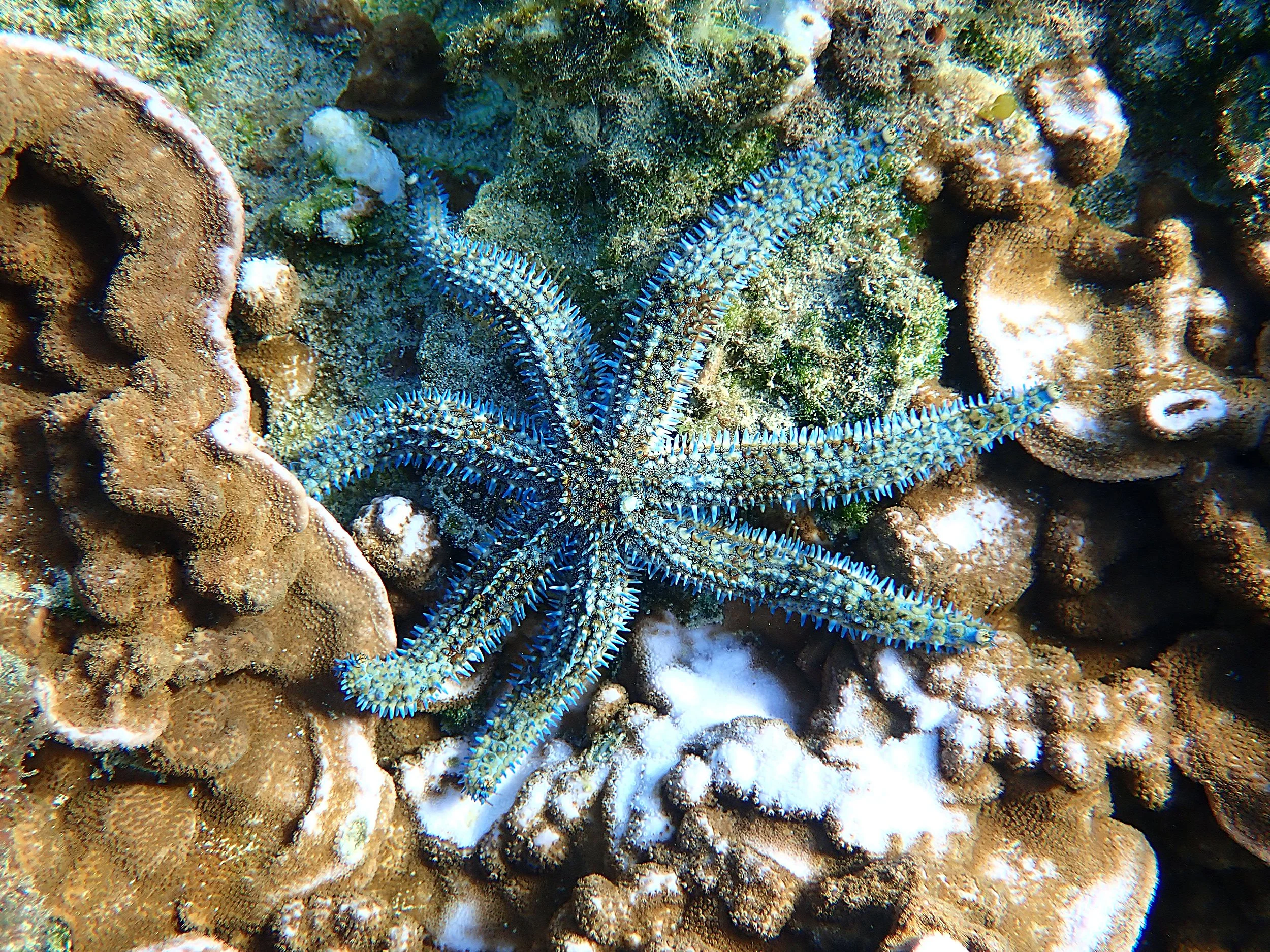 Sea stars? Starfish? What’s the difference? — Norfolk Island's Reef