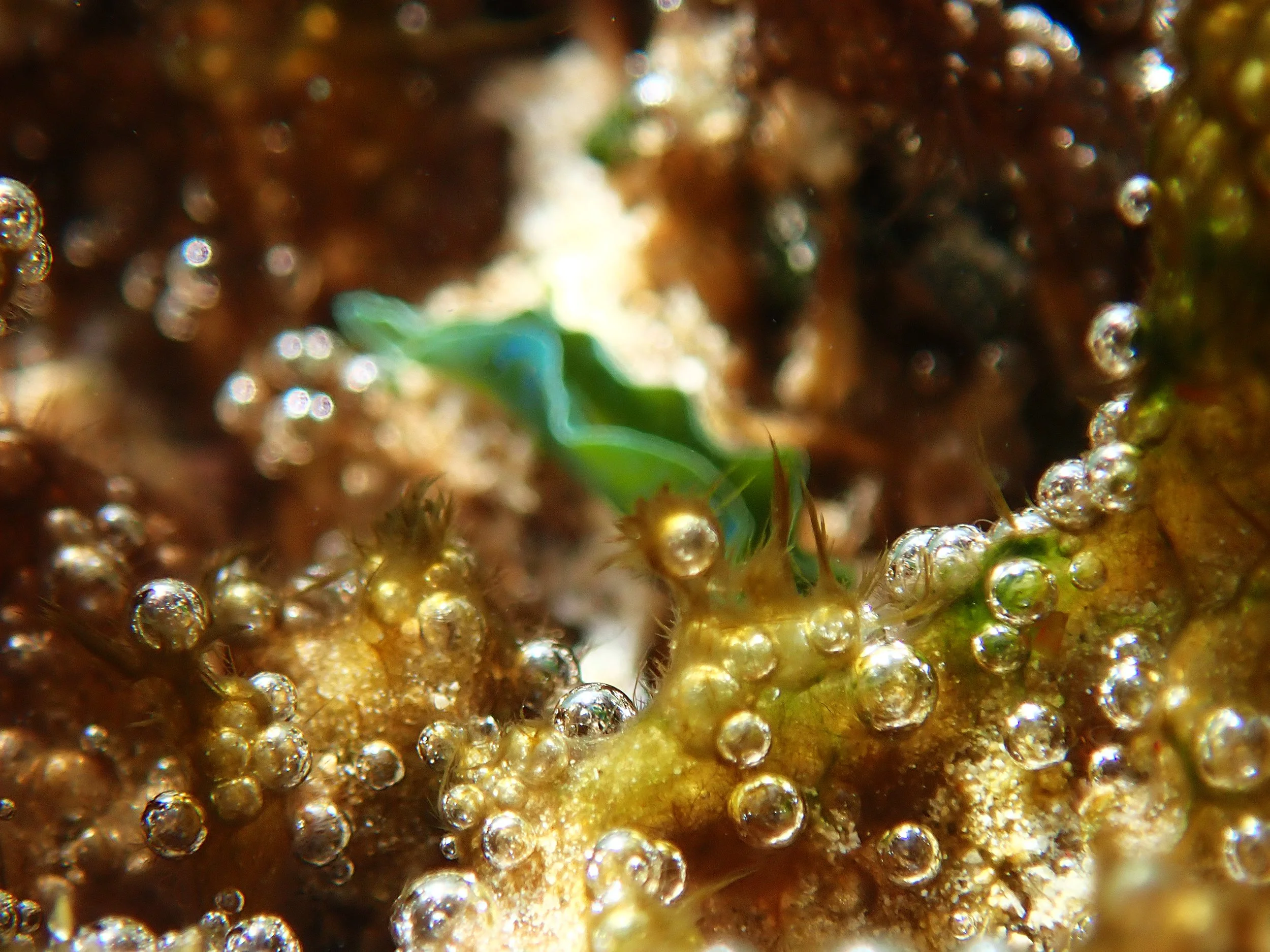 Bubble and fizz a quick guide to coral reef chemistry — Norfolk