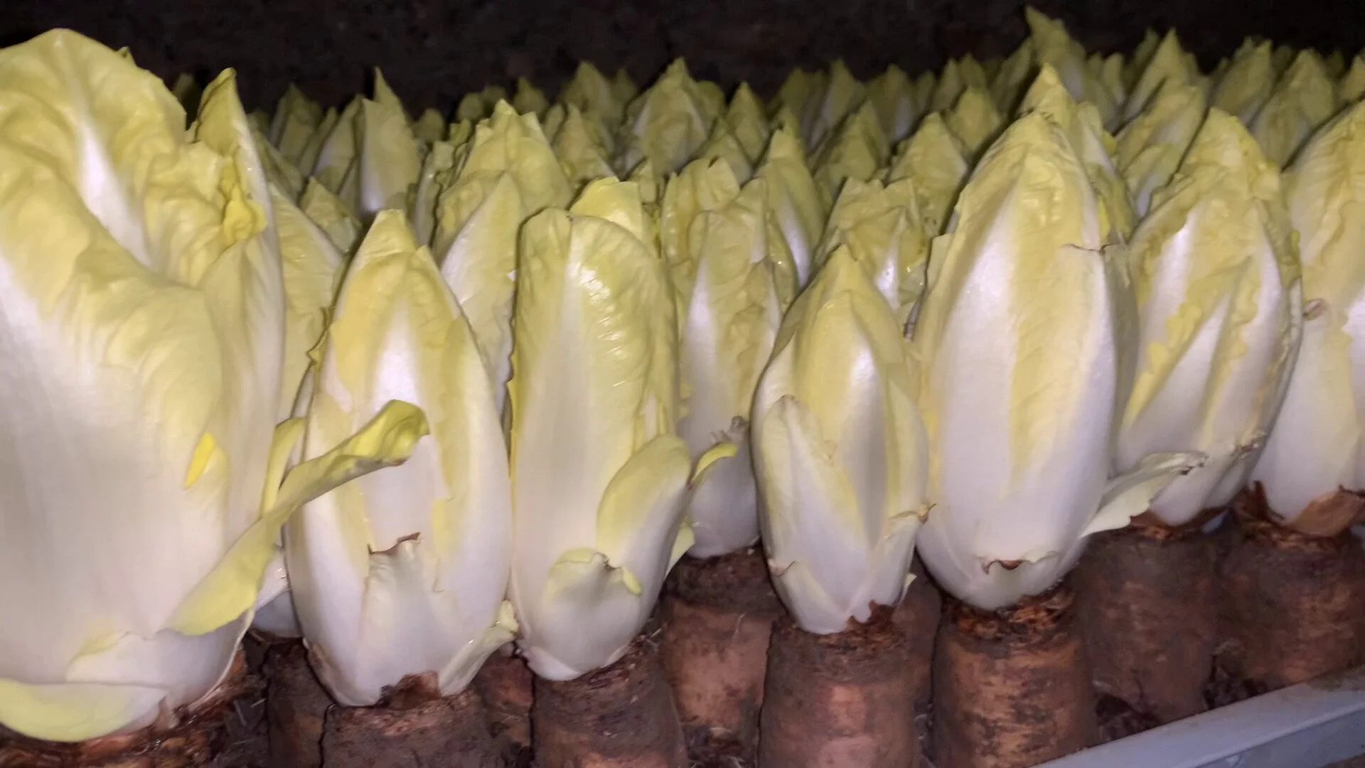 Chicoree im Ofen überbacken