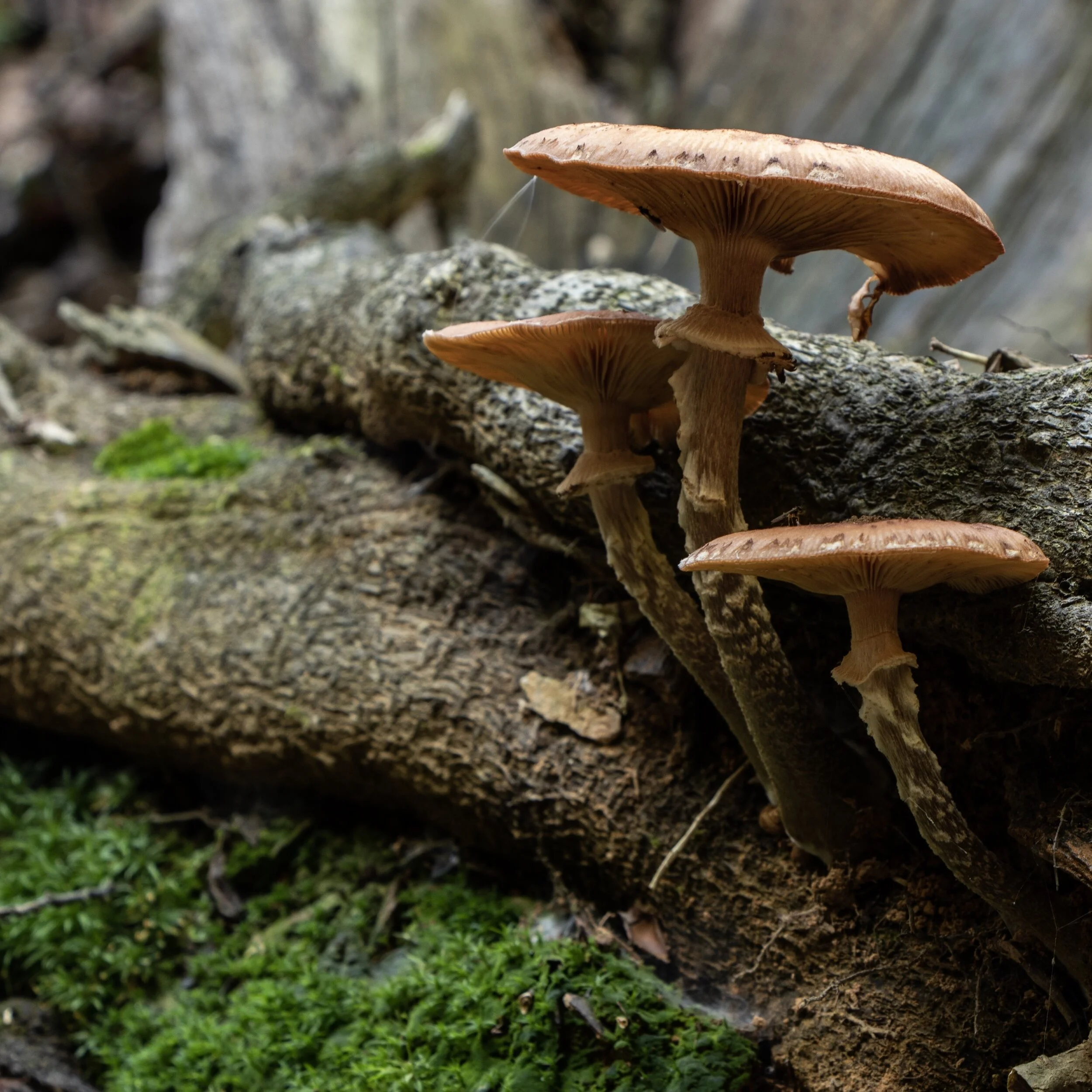 Gefüllte Shiitake-Pilze