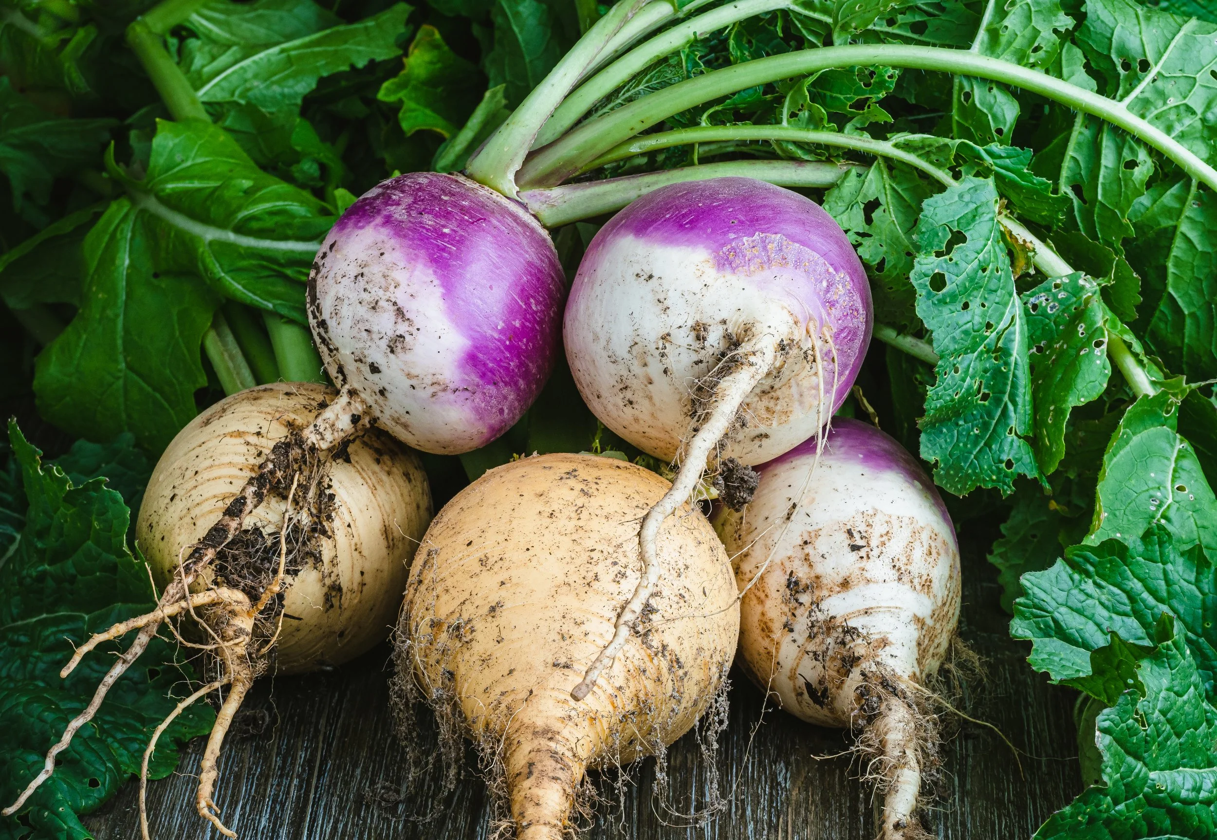 Bodenkohlrabi (Steckrüben) mit Quarksauce