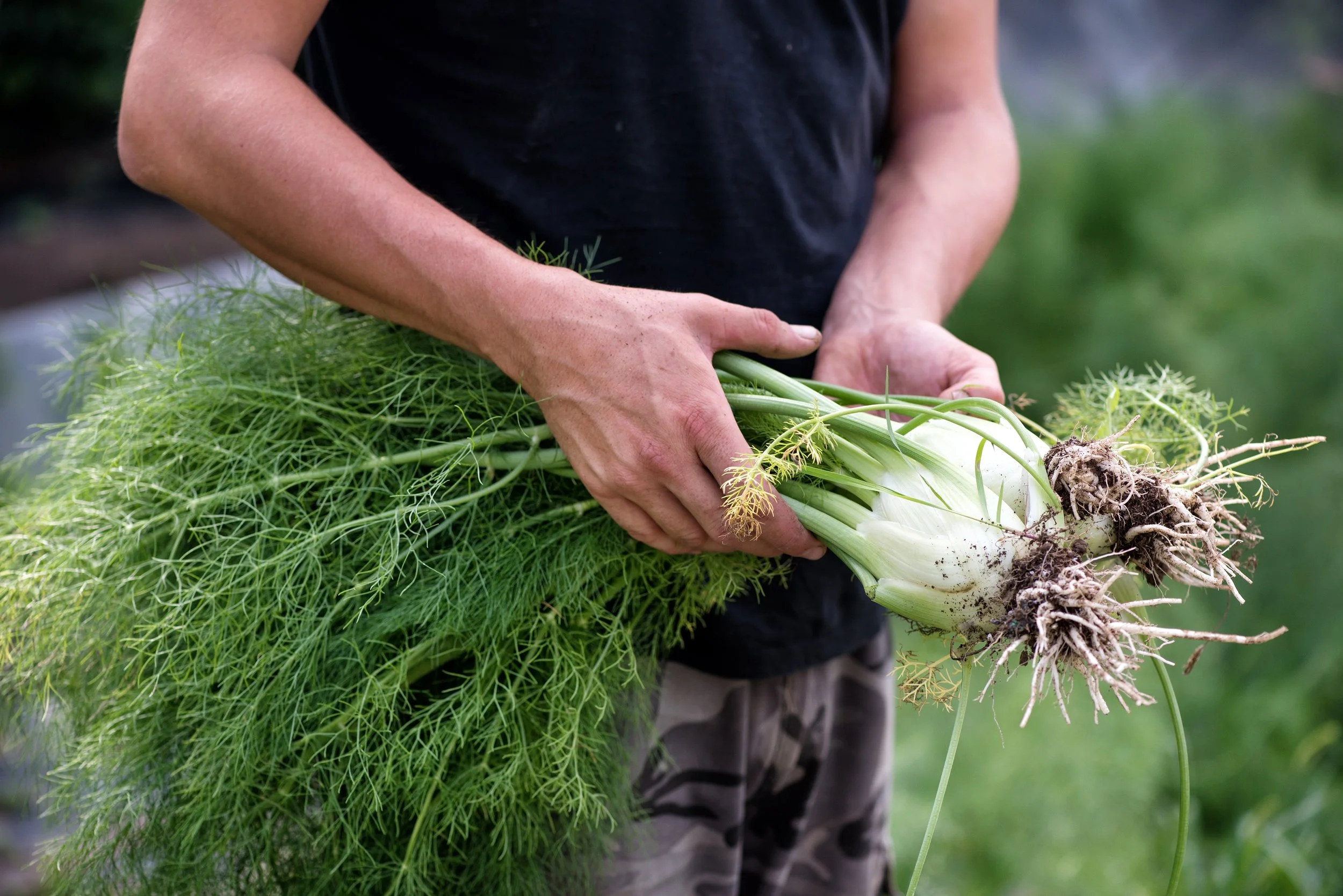 Fenchel-Pfanne