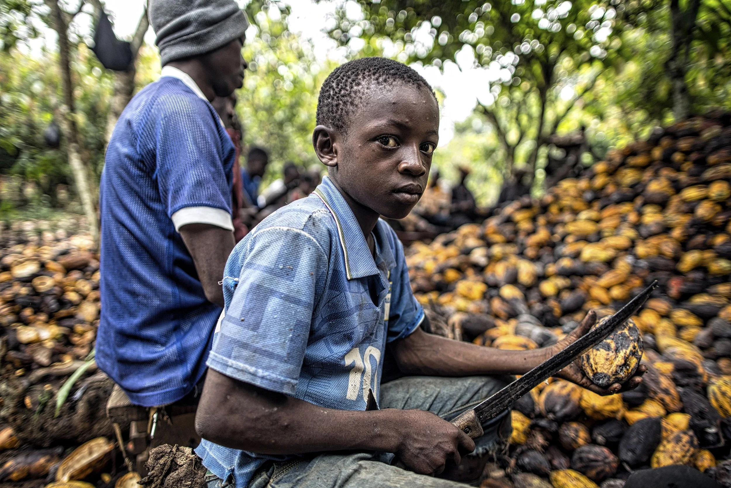 Corruption in the Cacao Industry: A Deep Dive