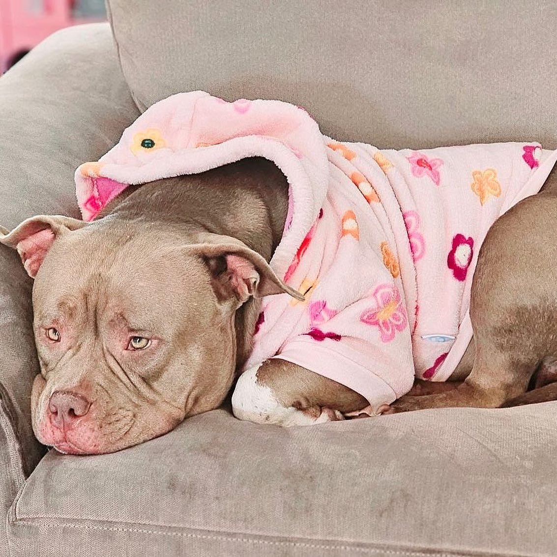 Who else is feeling the cold? 🥶 We know we are! 

Stay wrapped up! #doginacoat #staywarm