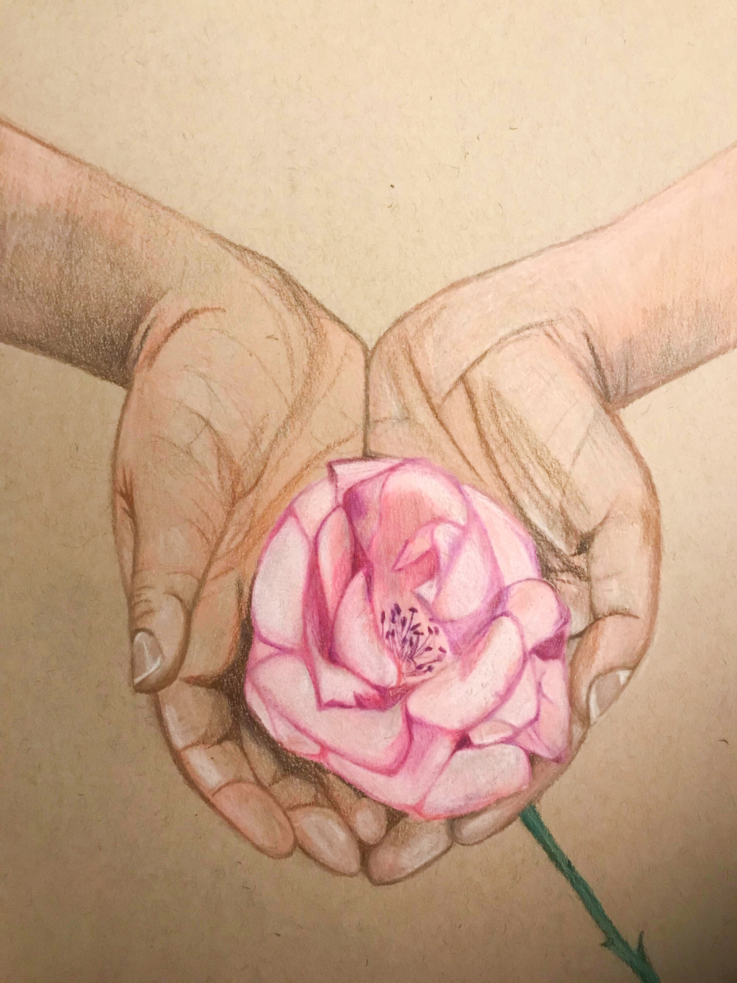 delicate roses