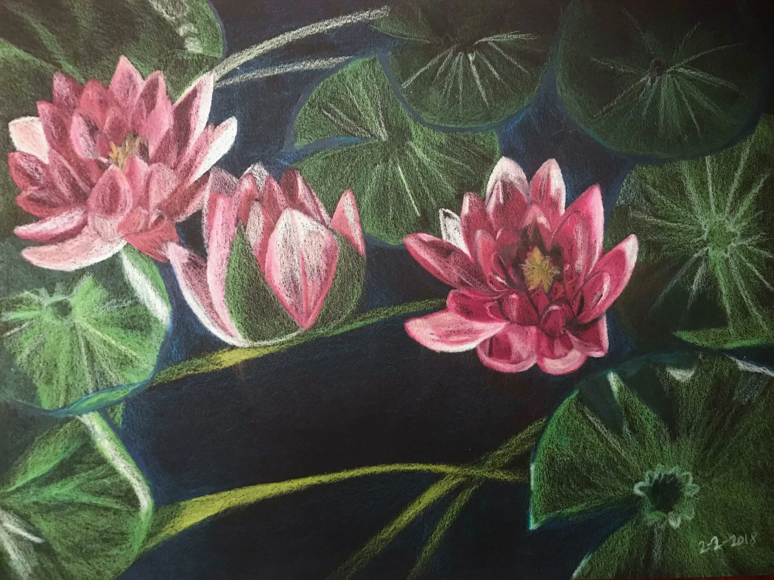 lotus lilys