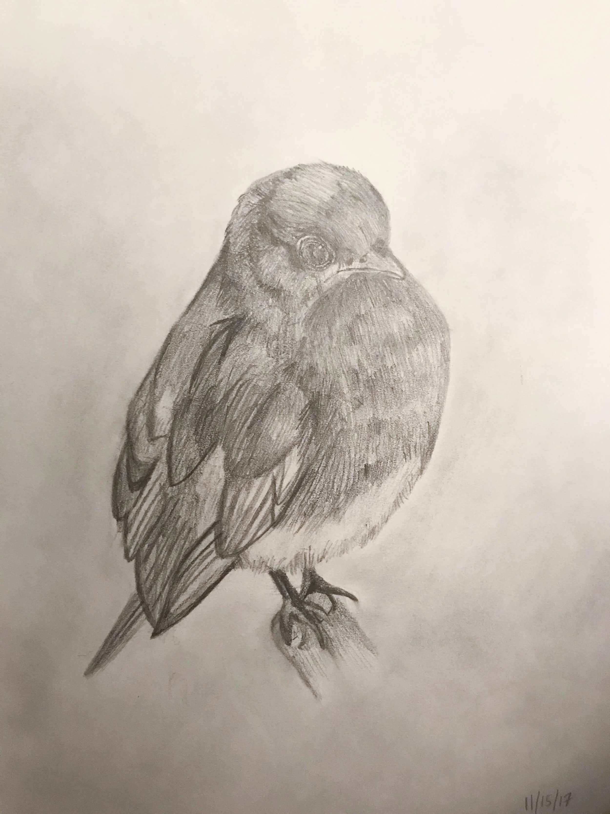 bird