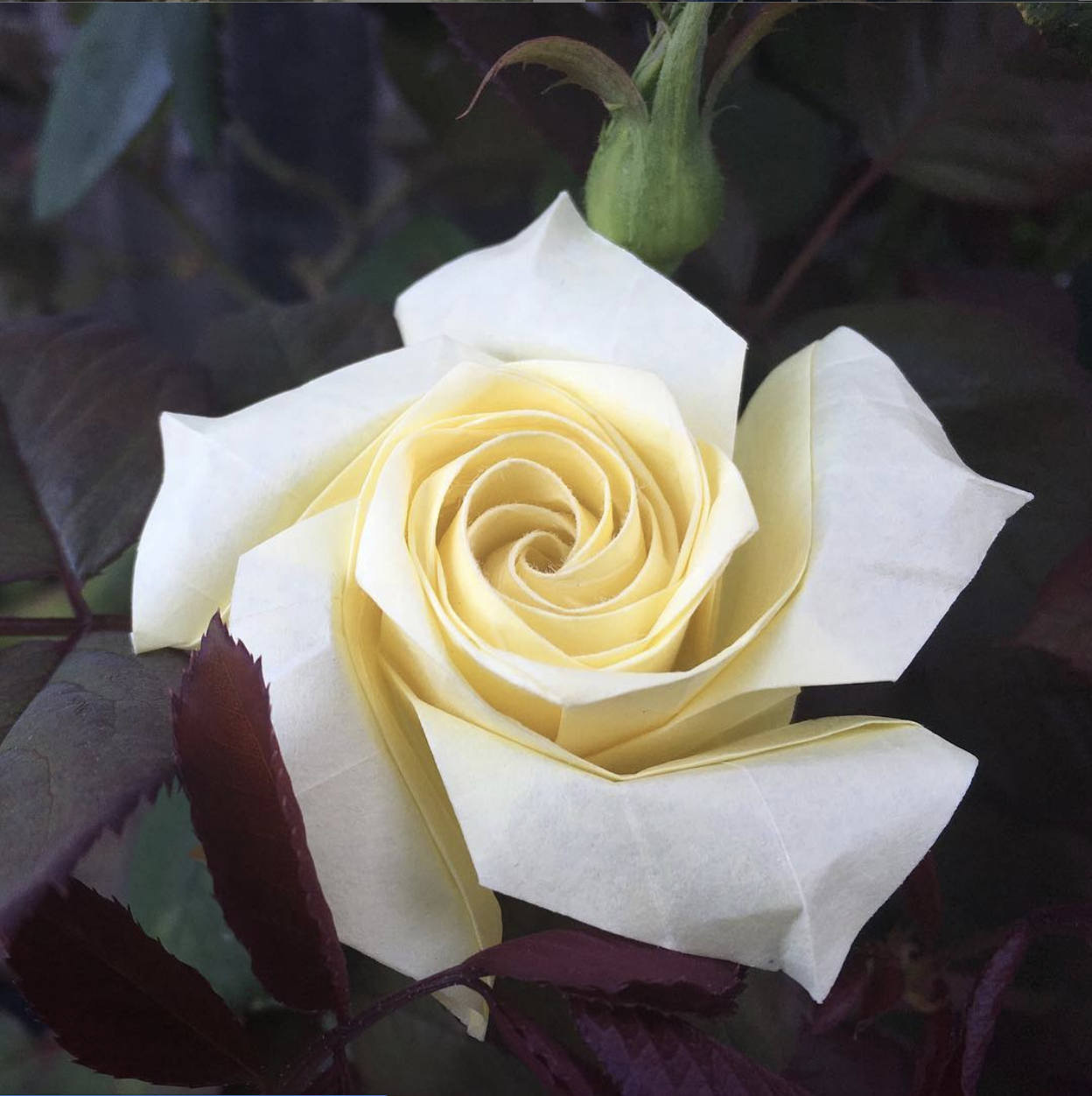origami rose yellow