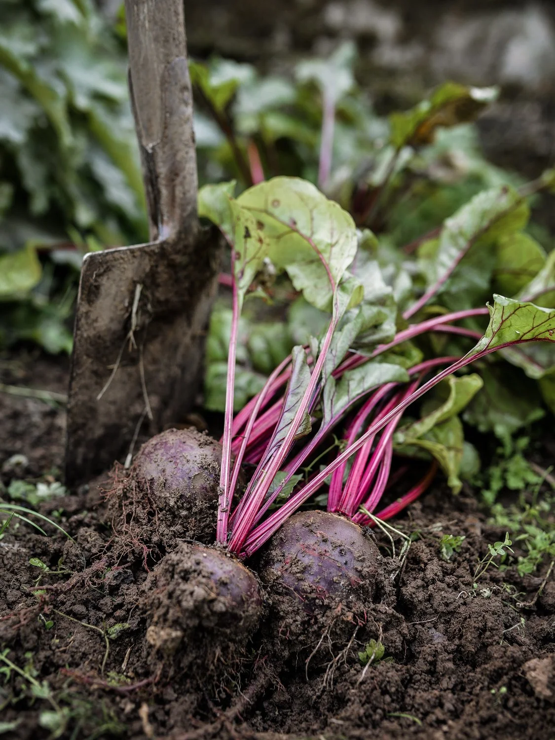 Gibt-Essen_Rote-Bete-Salat_03.JPG