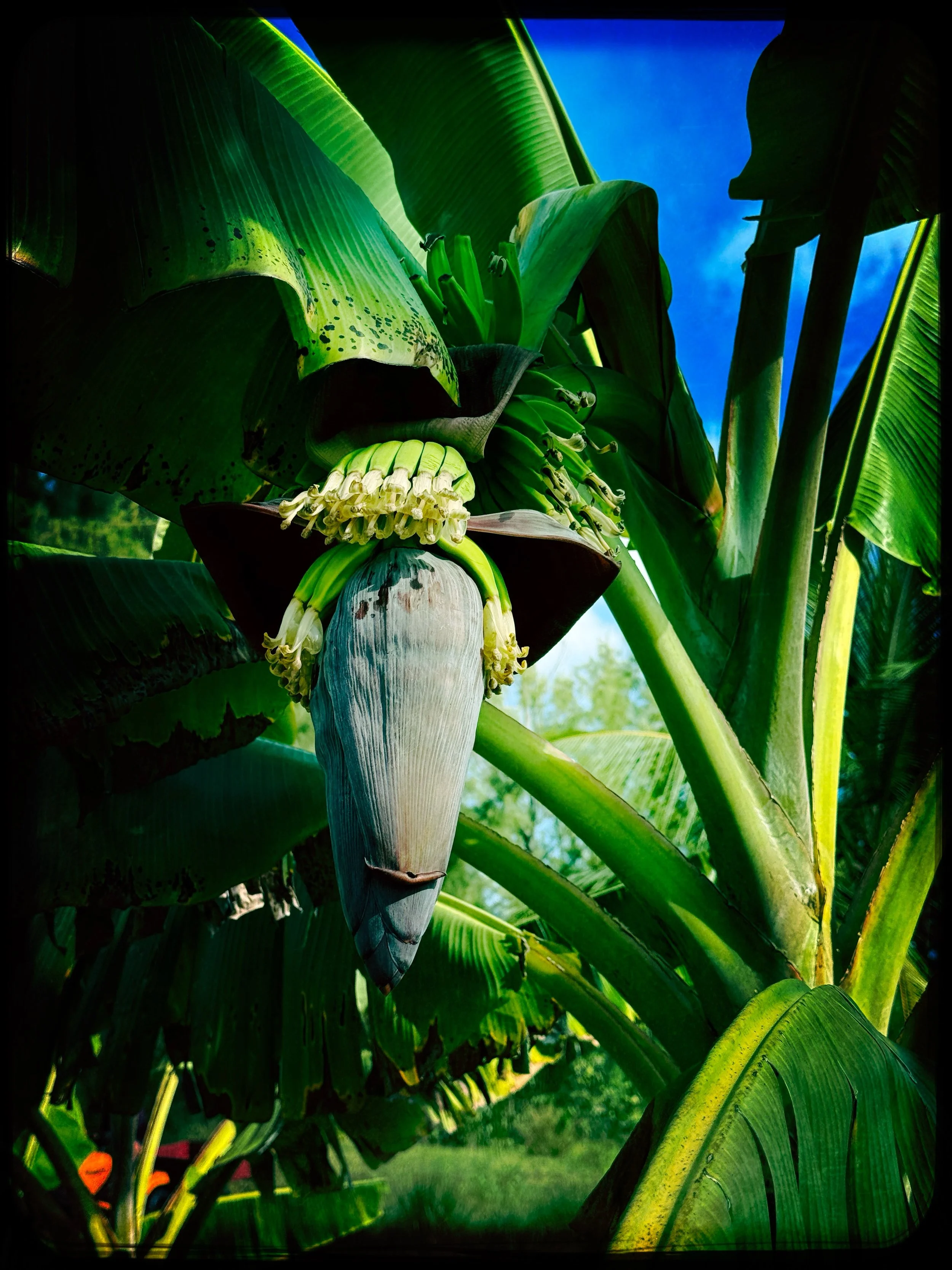 Have you ever seen baby bananas?  I&rsquo;m in awe! I&rsquo;m one proud banana farmer❤️They survived little water, hurricane and tada!! #starpuddingfarm #babybanana #growingonanisland #caribbeanlife