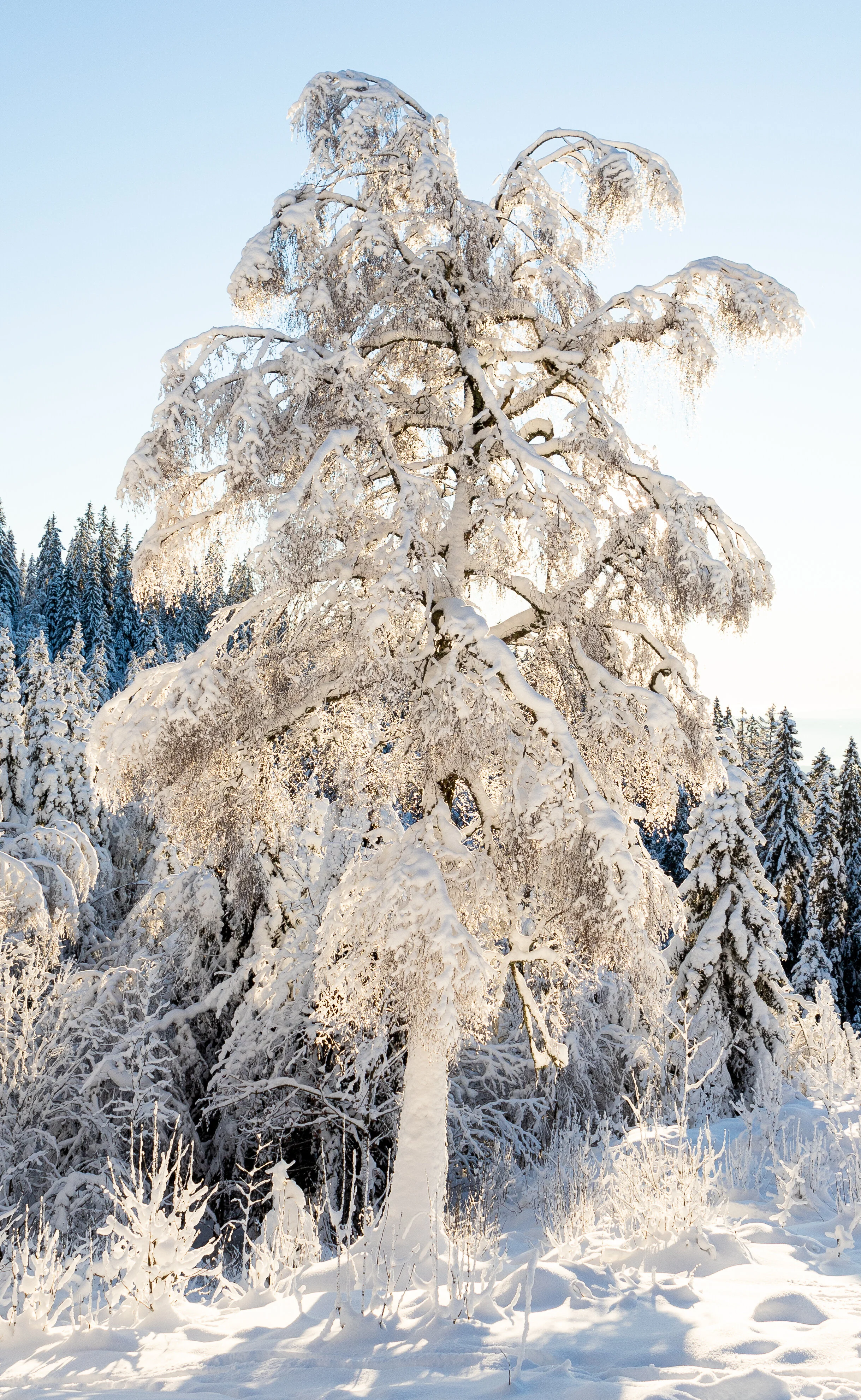 Snødekket tre