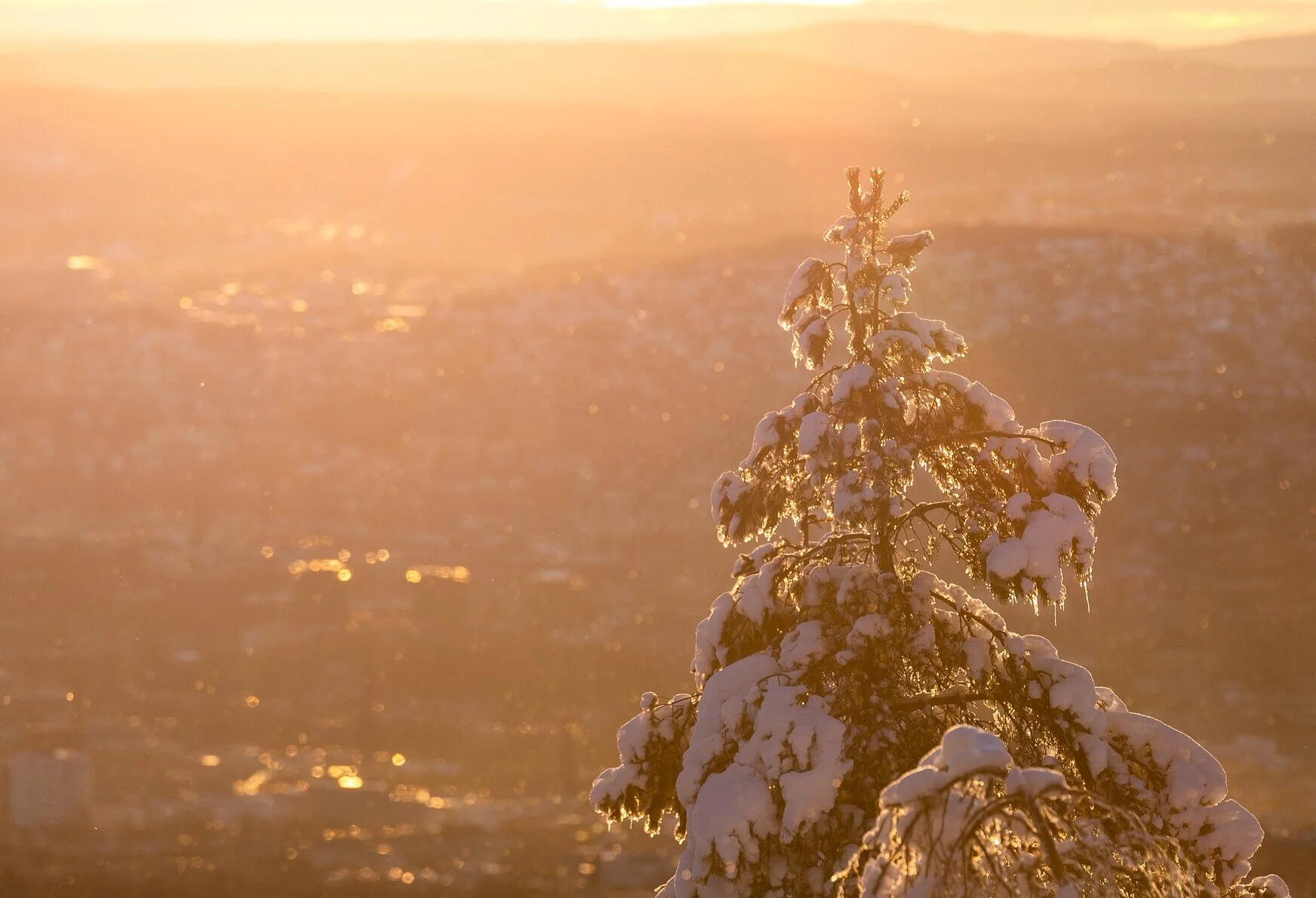 Snødekket tre med bybilde i bakgrunnen