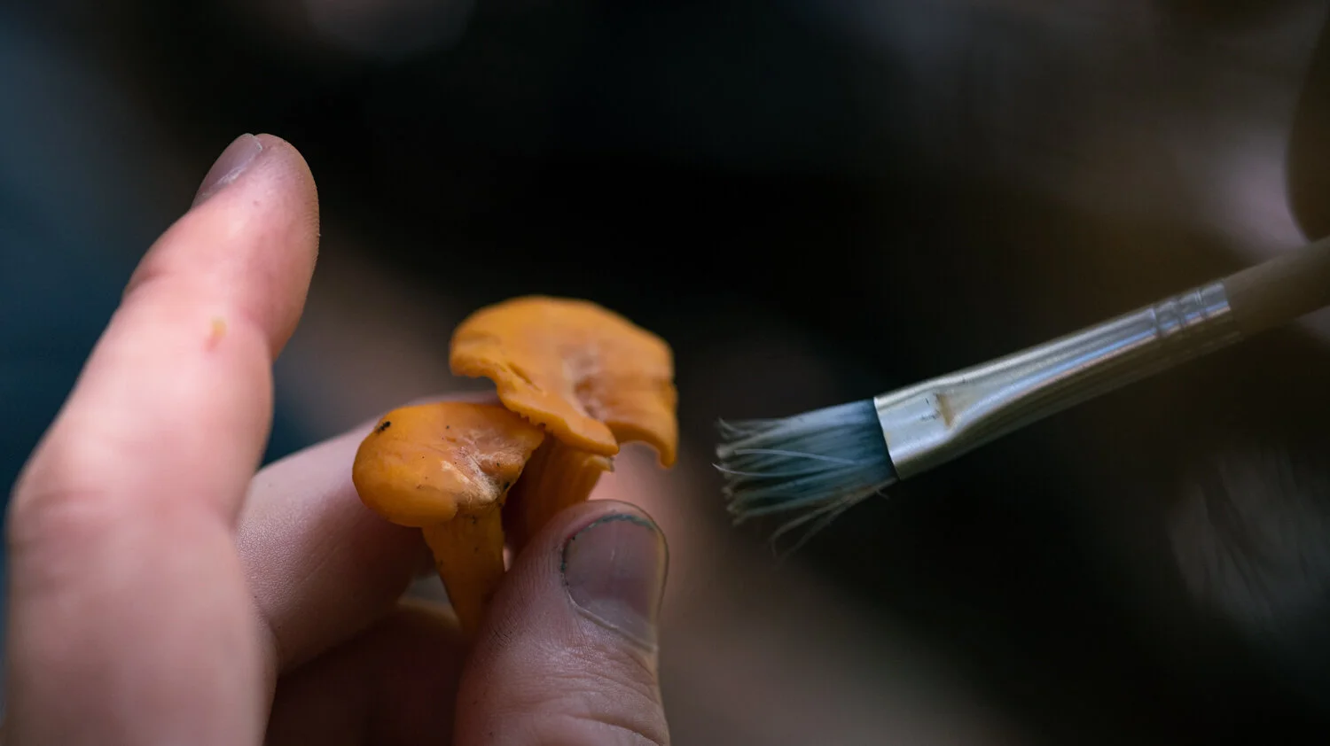 dusting-chanterelle.jpg