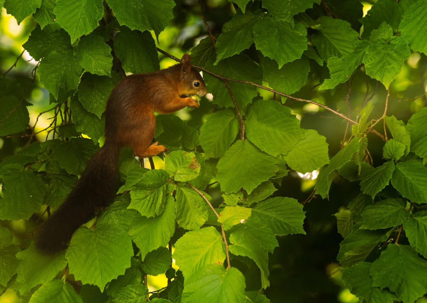 _MG_3646.jpg