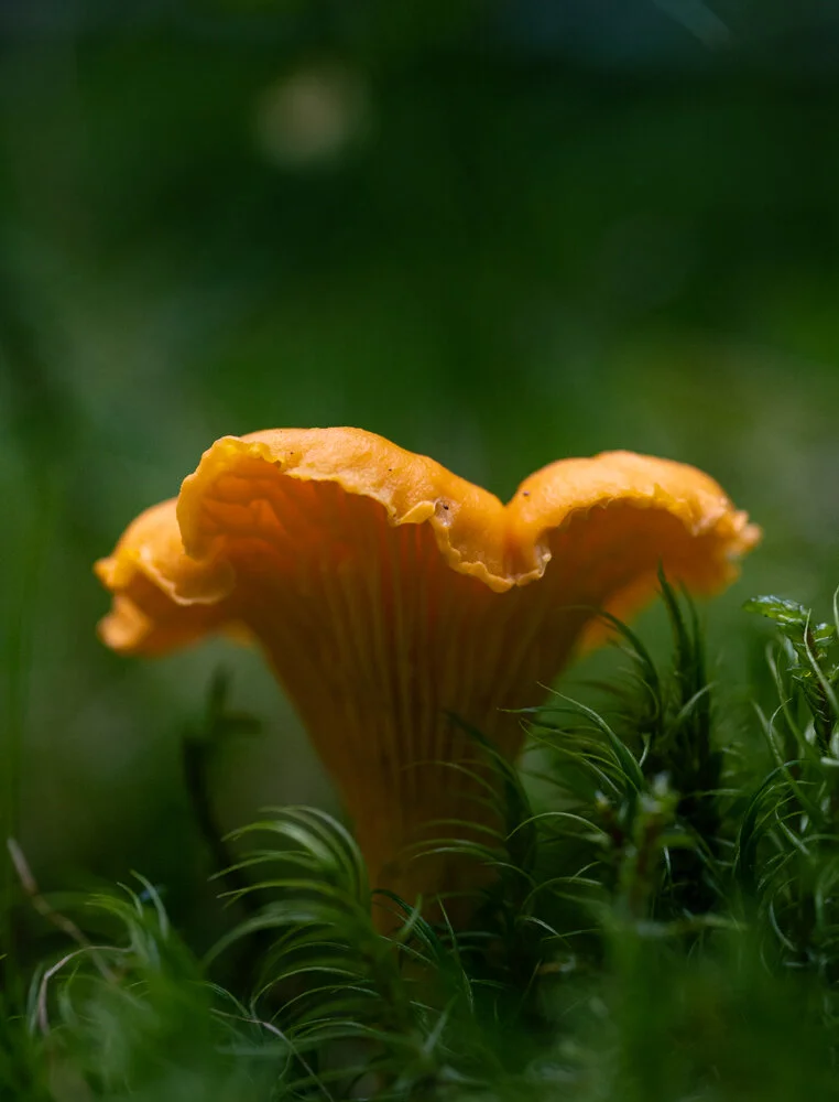 _MG_3465.jpg