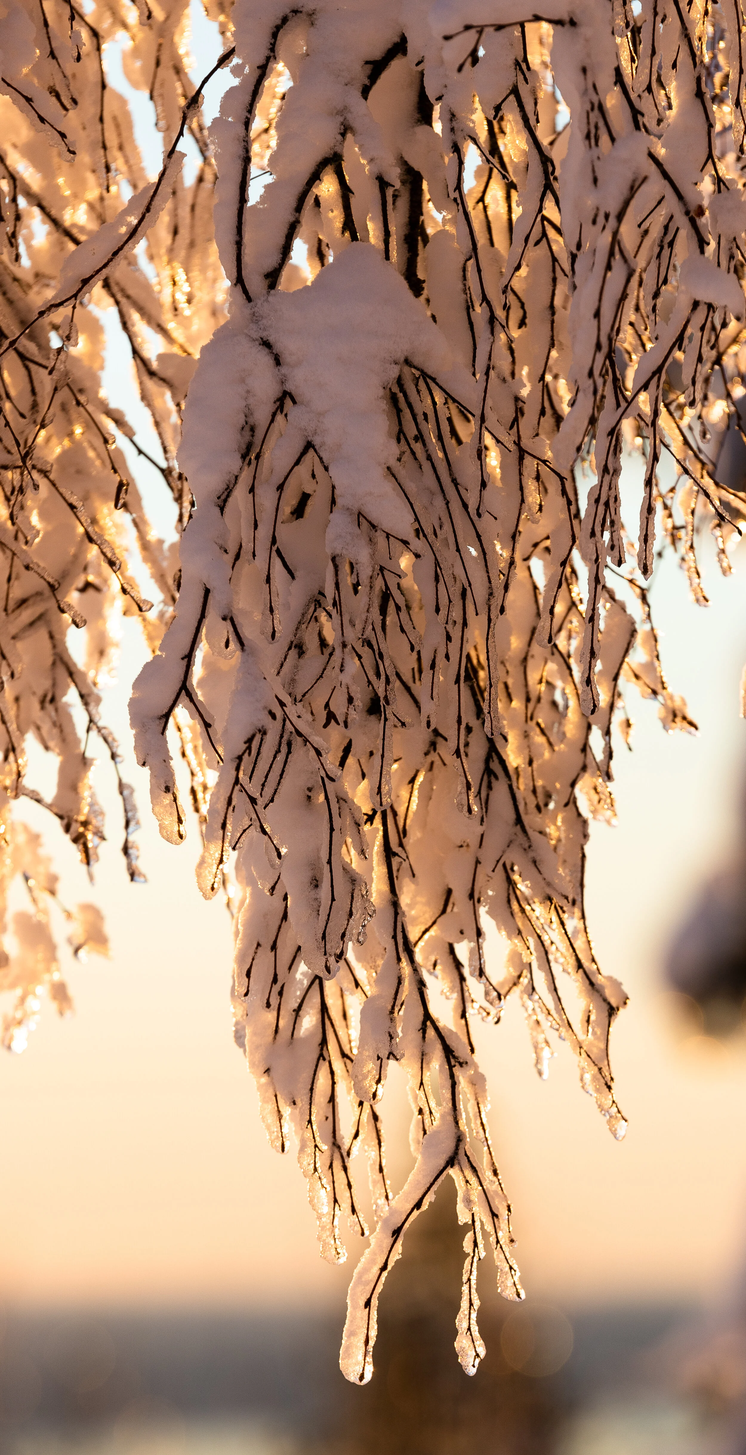 Snødekkede grener som henger nedover