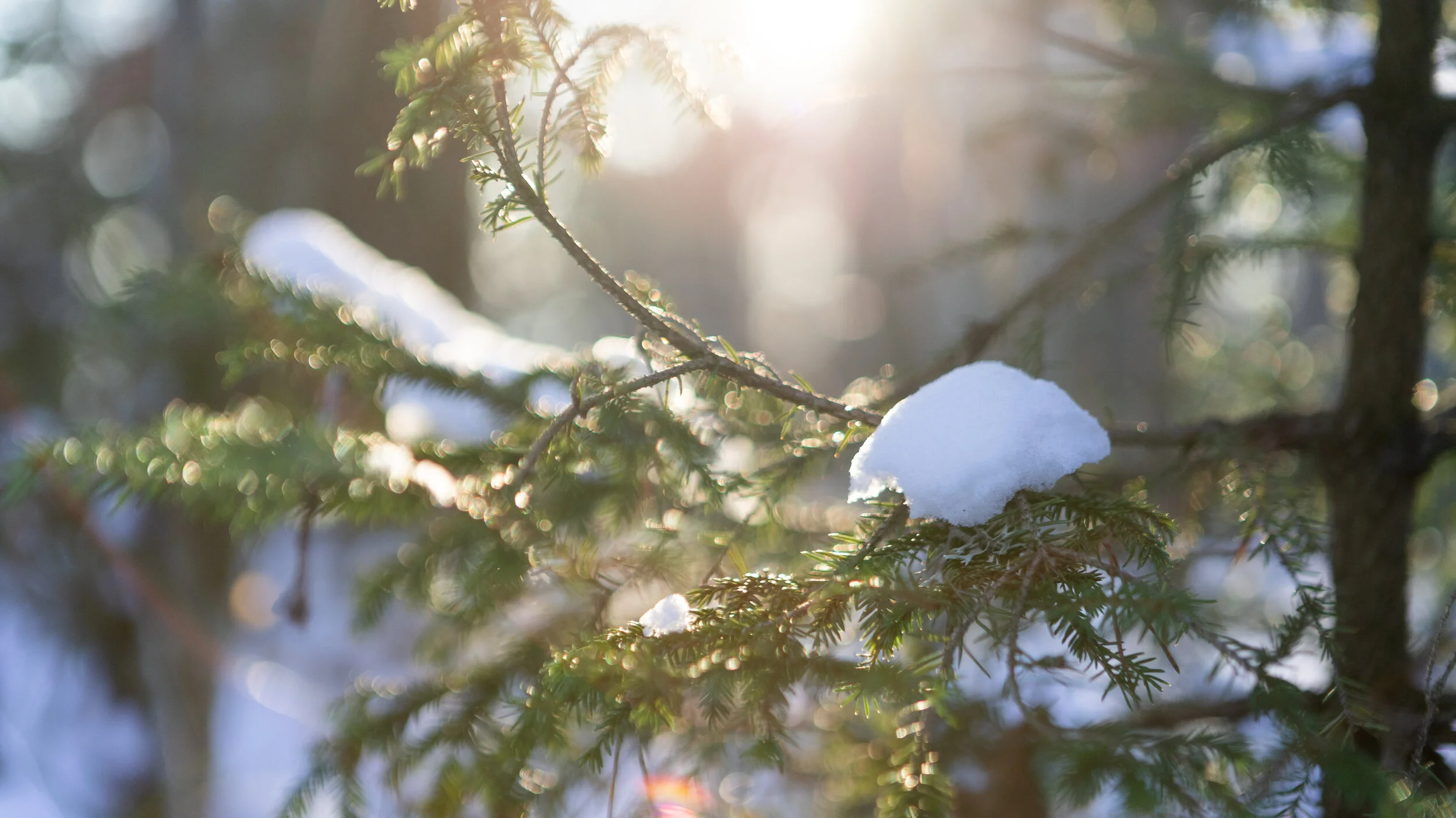 Grønn gren av gran med snø på