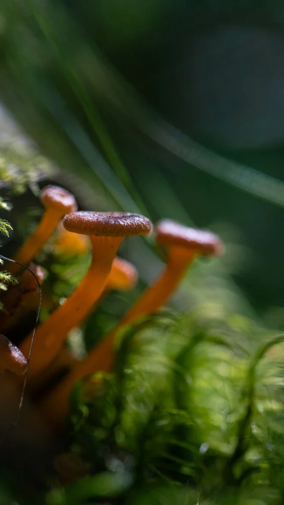 macro-mush.jpg