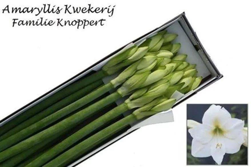 Amaryllis Mont Blanc.JPEG