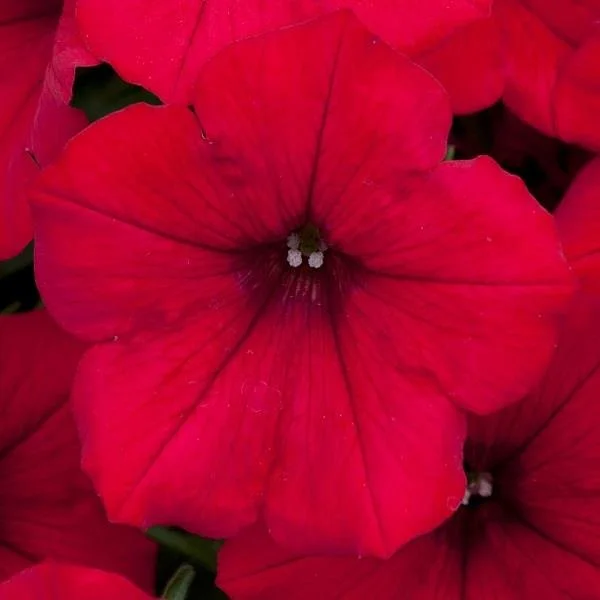 Petunia Surfinia Deep Red 9cm