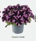 Petunia Go!Tunia Cosmic Violet 10.5cm