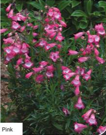 Penstemon Harlequin Lilac 3lt pot