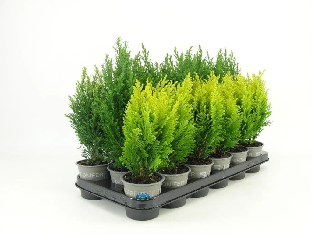 Chamaecyparis Ellwoodii Mixed Varieties 9cm pot