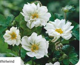 Anemone Whirlwind 3lt Pot