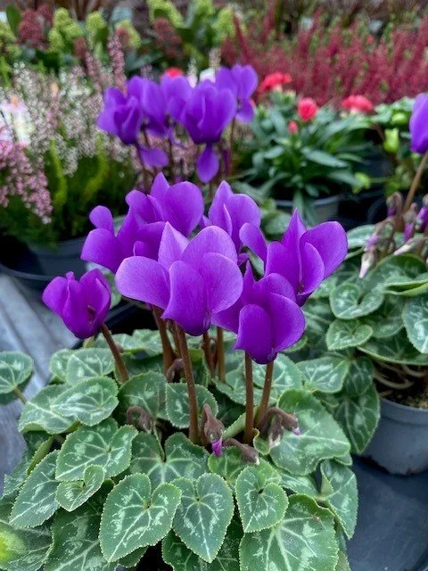 Cyclamen dragon deep blue 2.jpg