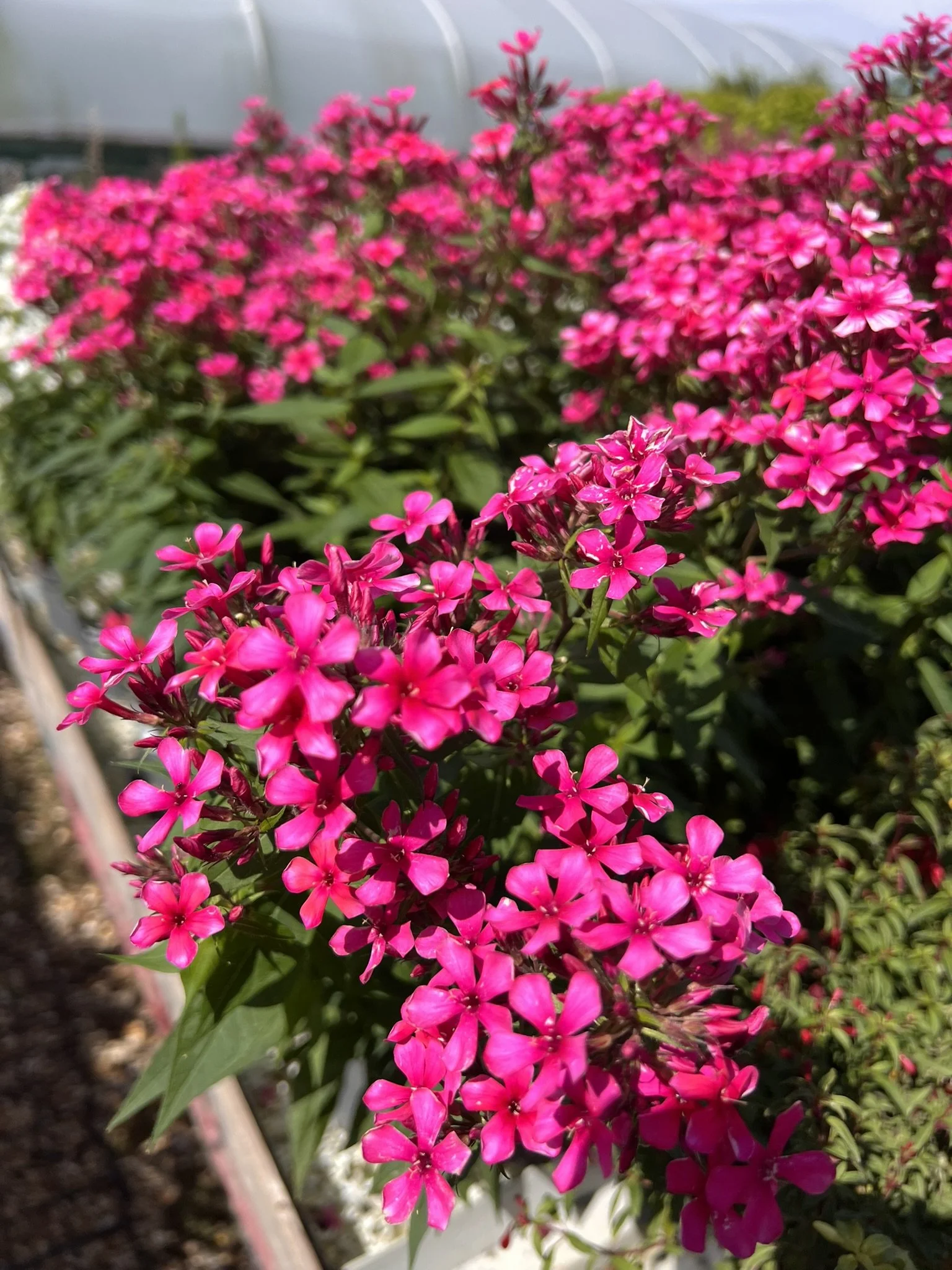 IMG_2572.JPEG