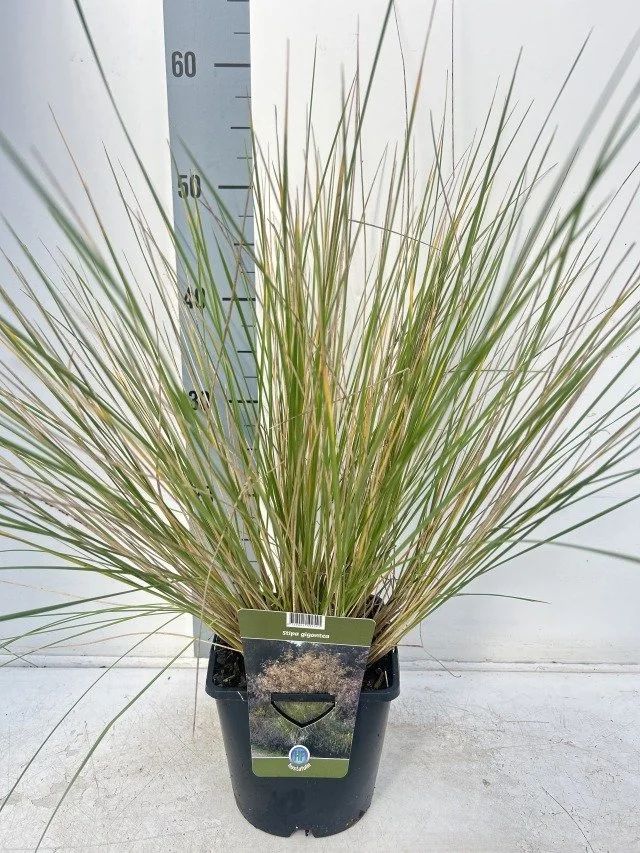 Stipa Gigantea.jpg