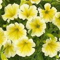 Petunia Fanfare Deep Yellow 9cm pot