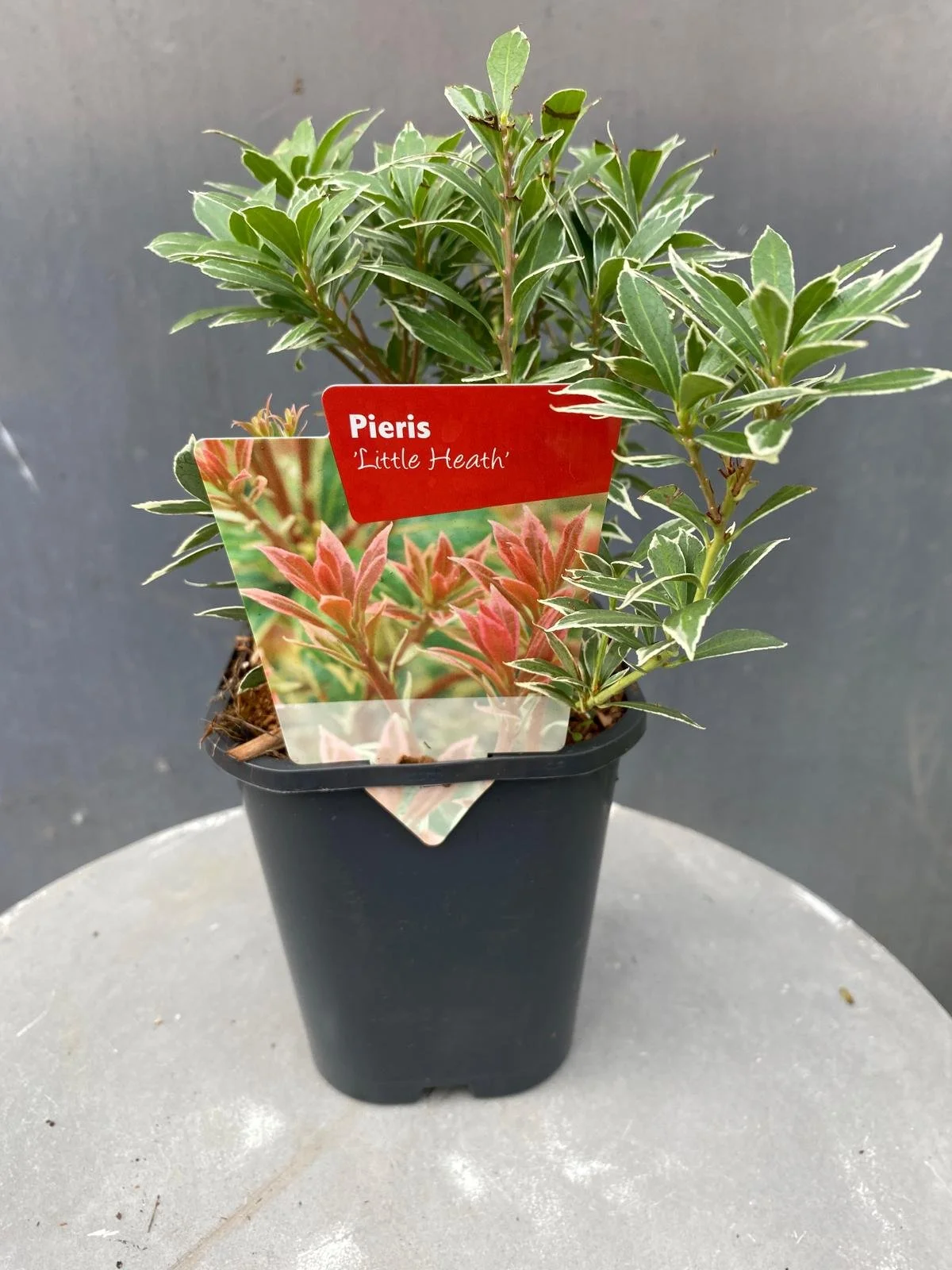 Pieris japonica 'Little Heath'