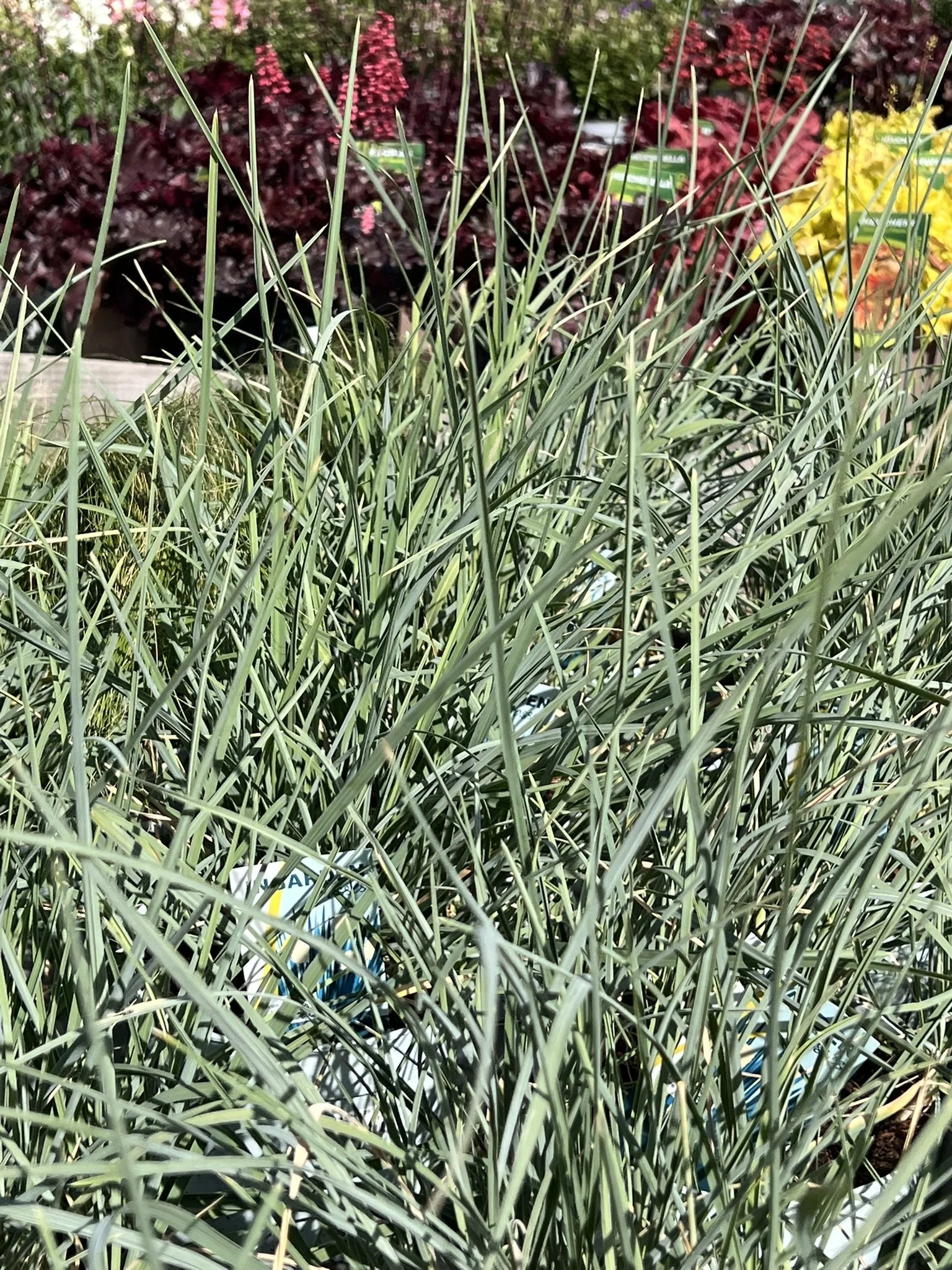 IMG_2783.JPEG
