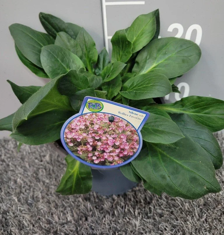 Silene L Rollies Favorite 17cm