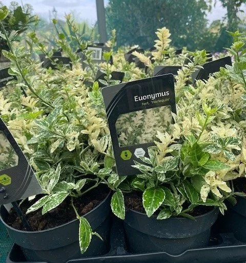 Euonymus Harlequin 1.5ltr pot 28cm Tall
