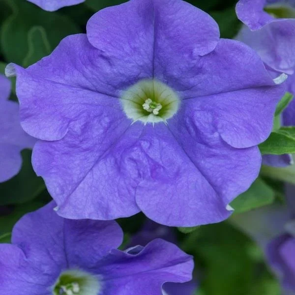 Petunia Fanfare Blue Sky 9cm