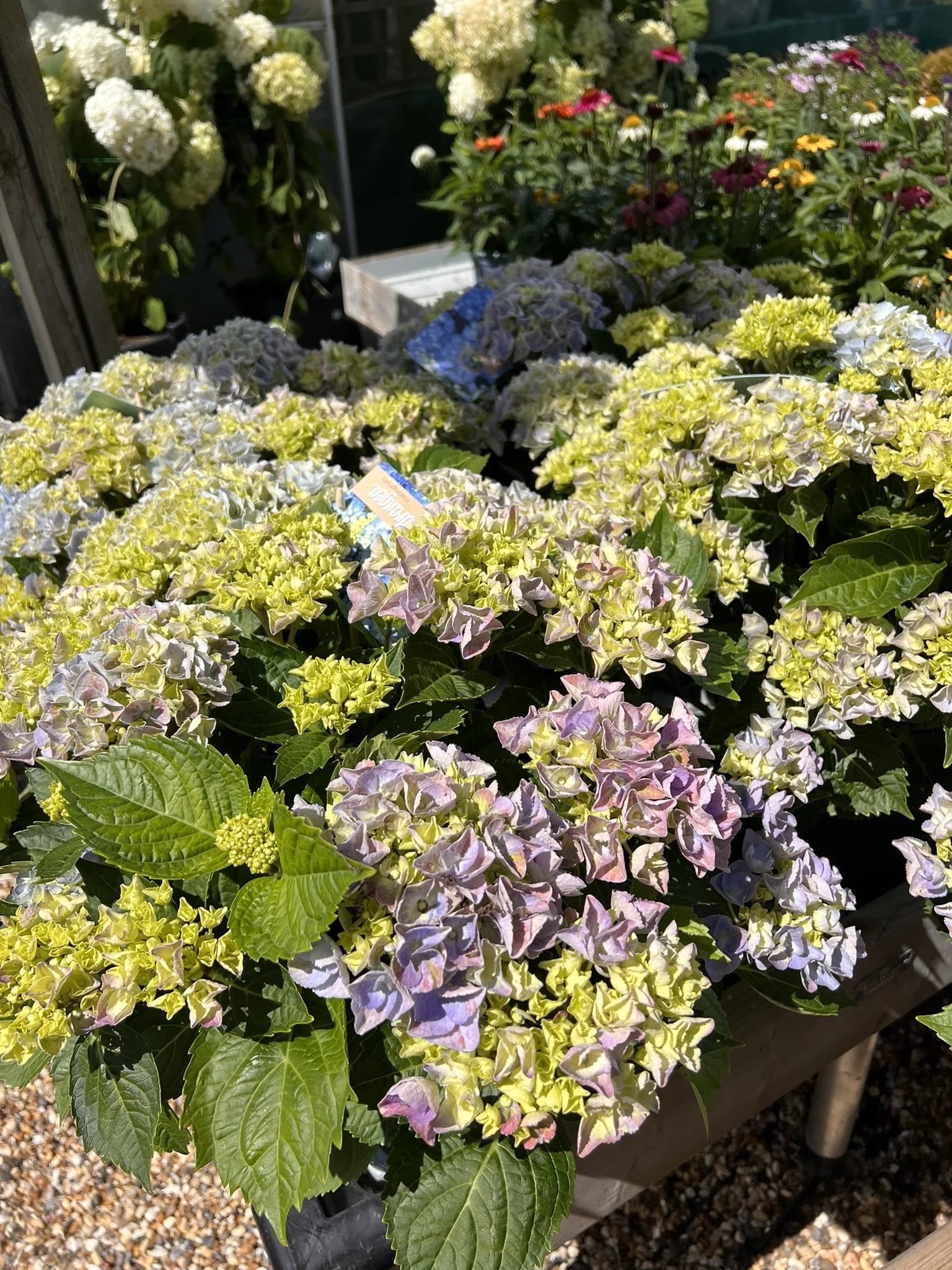 IMG_2639.JPEG